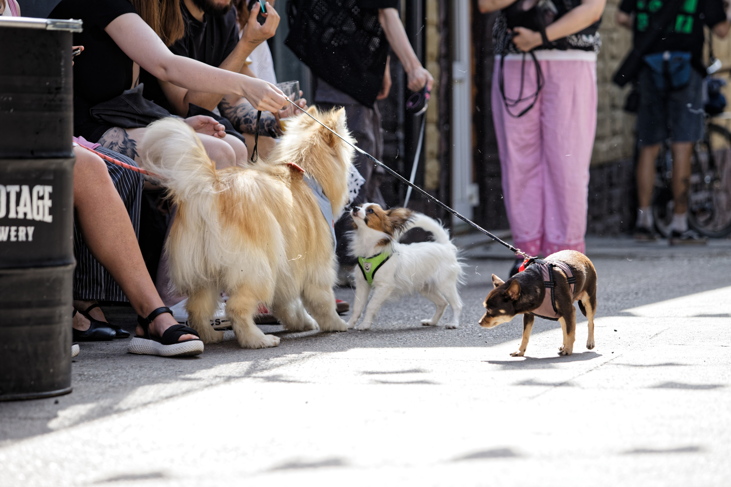 Вечеринка для собак Oh my dog 20.07.2025. Репортажный и спортивный фотограф в г. Пермь Зильберг Павел