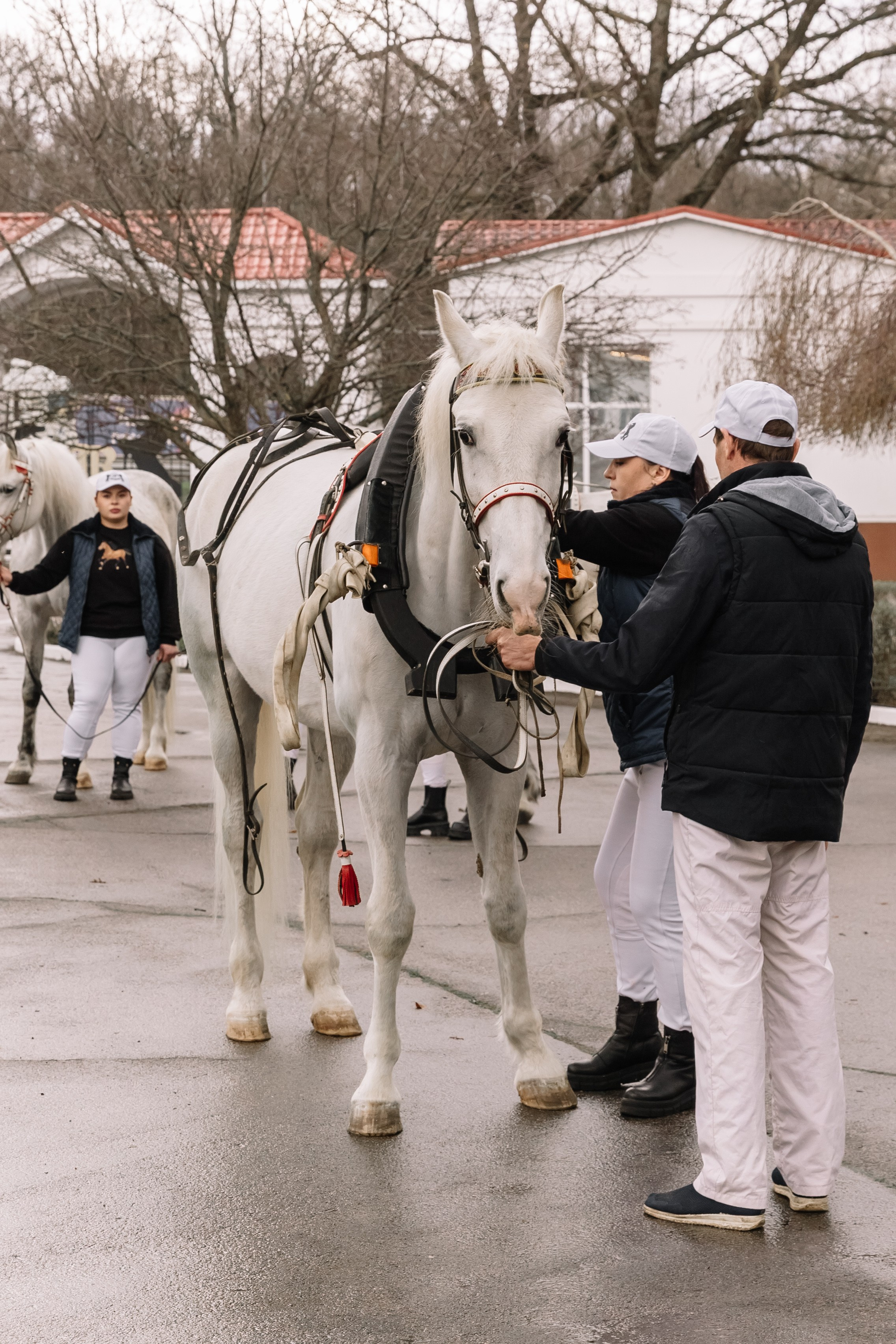День Орловского рысака. Парк-отель Яр. Свадебный, репортажный фотограф Ирина Шкурина