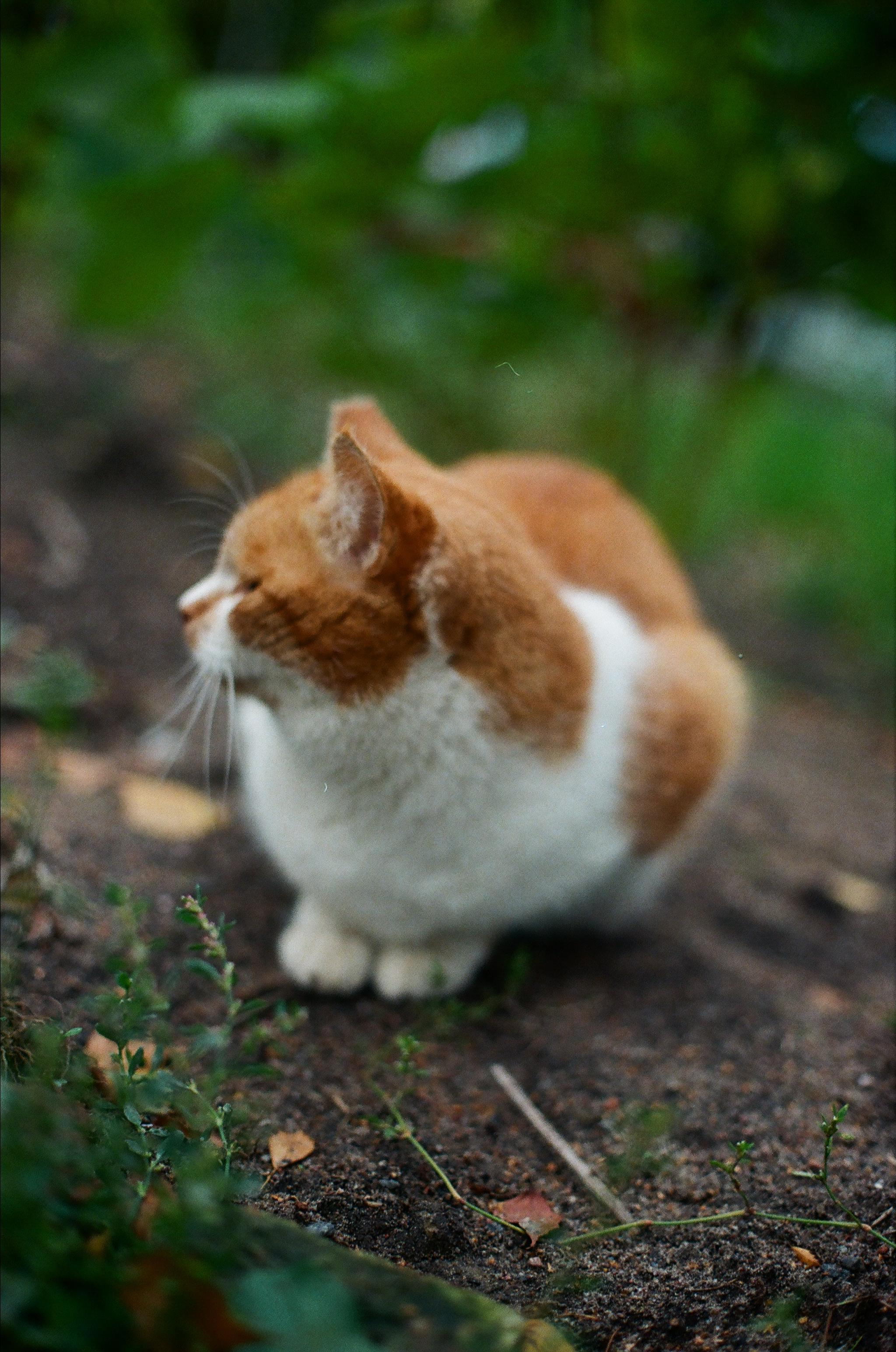 ANIMALS. SMM-продвижение и контент в Санкт-Петербурге (СПб)