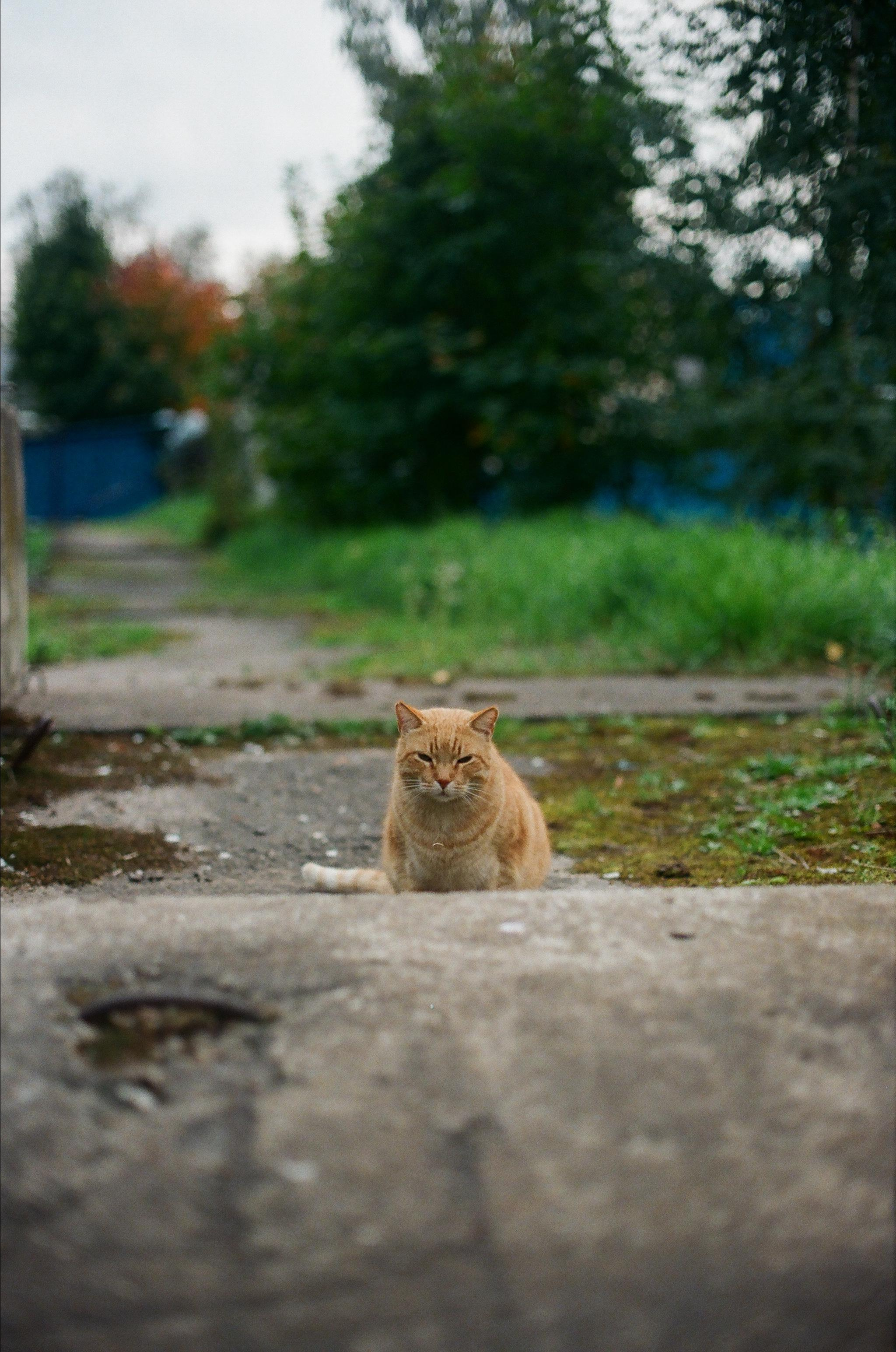 ANIMALS. SMM-продвижение и контент в Санкт-Петербурге (СПб)