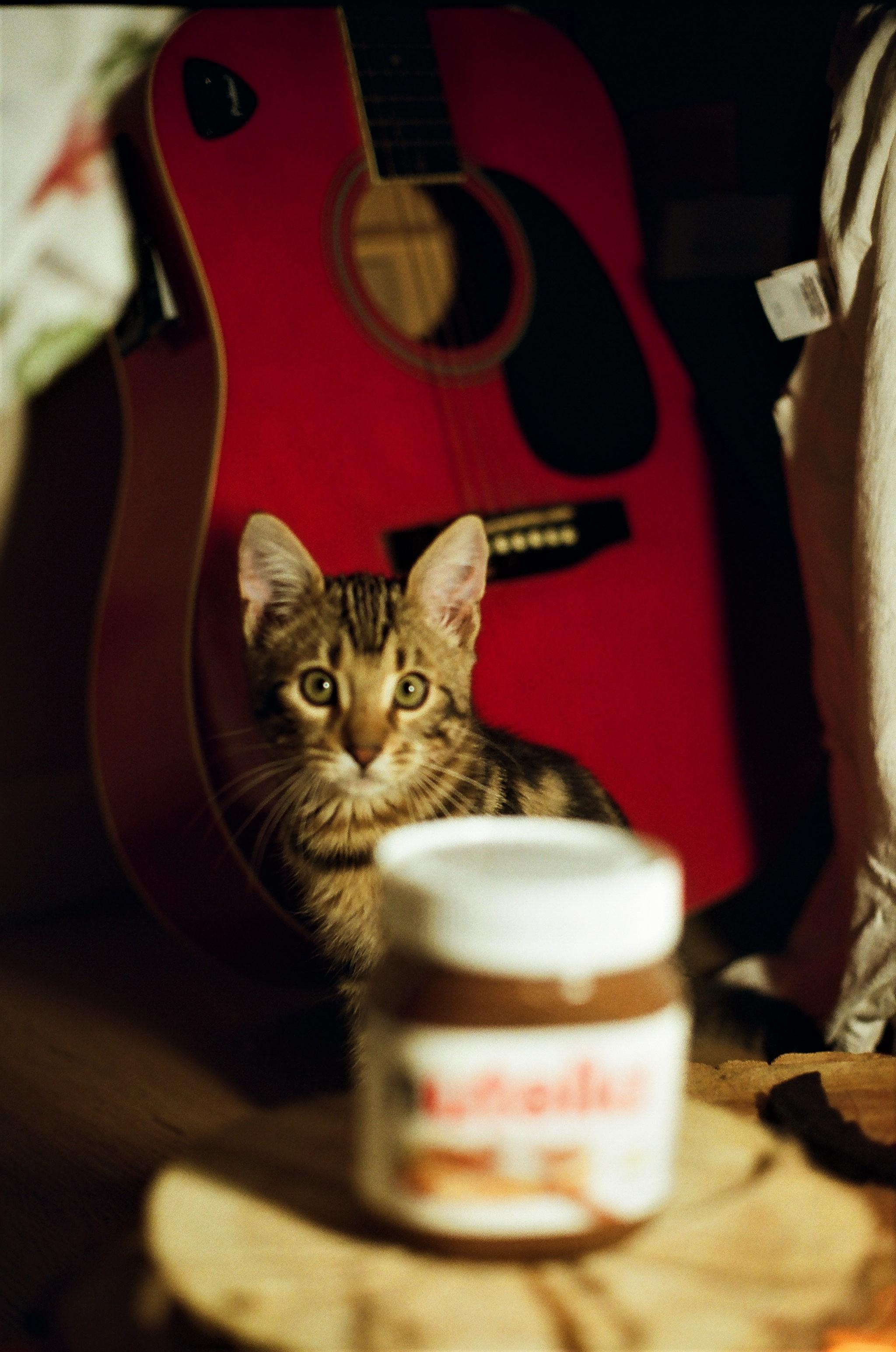 ANIMALS. SMM-продвижение и контент в Санкт-Петербурге (СПб)