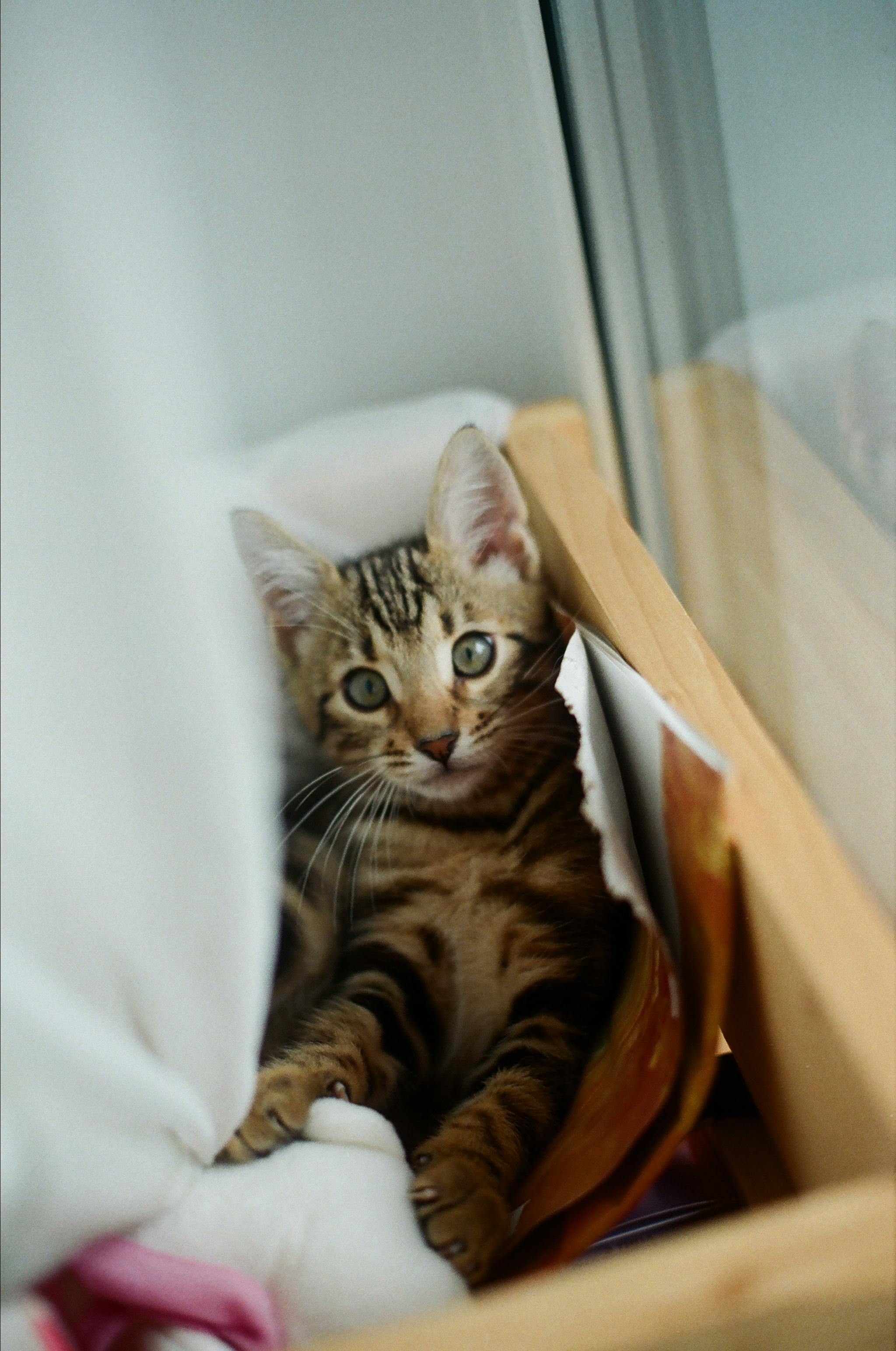 ANIMALS. SMM-продвижение и контент в Санкт-Петербурге (СПб)