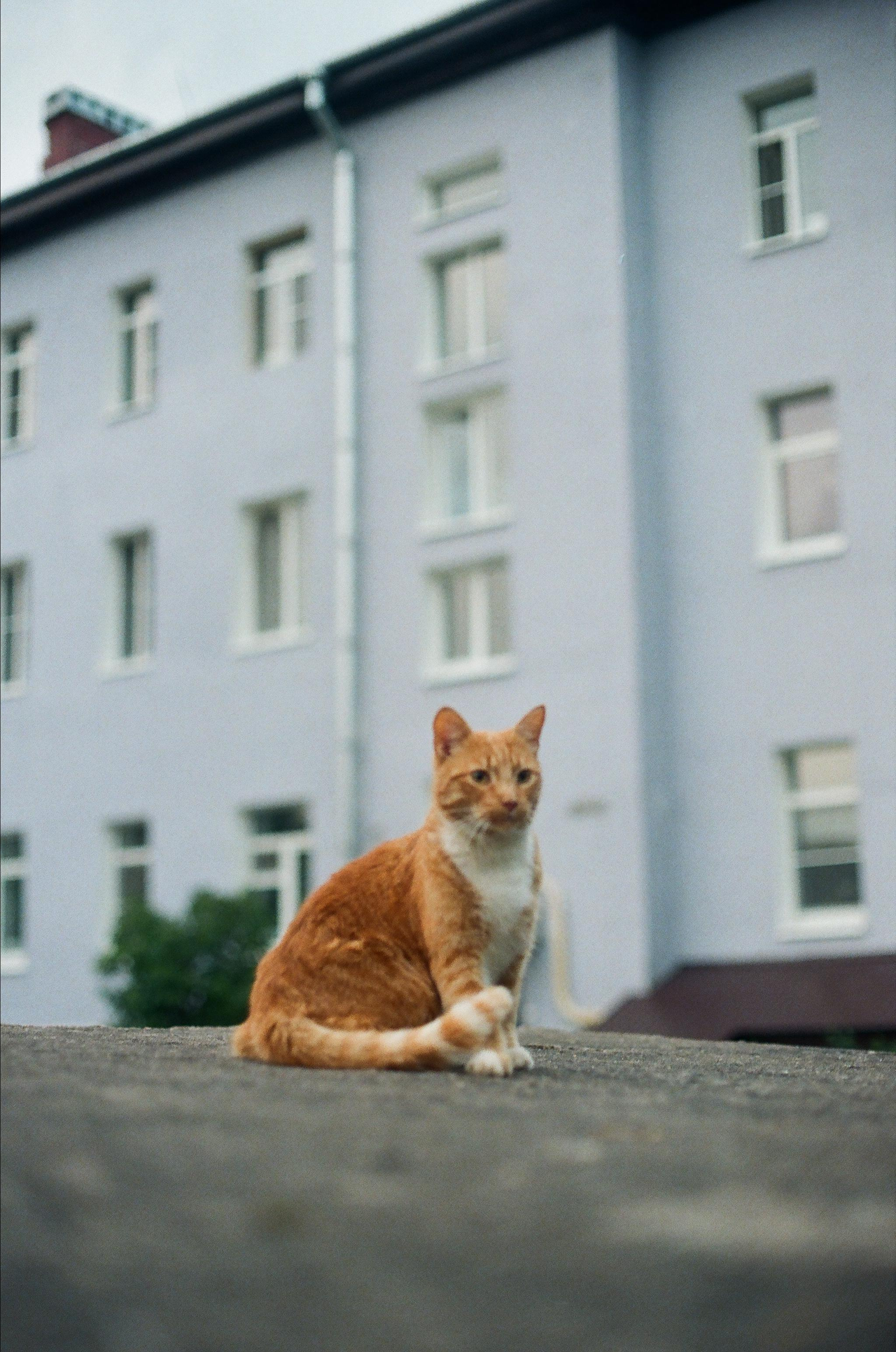 ANIMALS. SMM-продвижение и контент в Санкт-Петербурге (СПб)