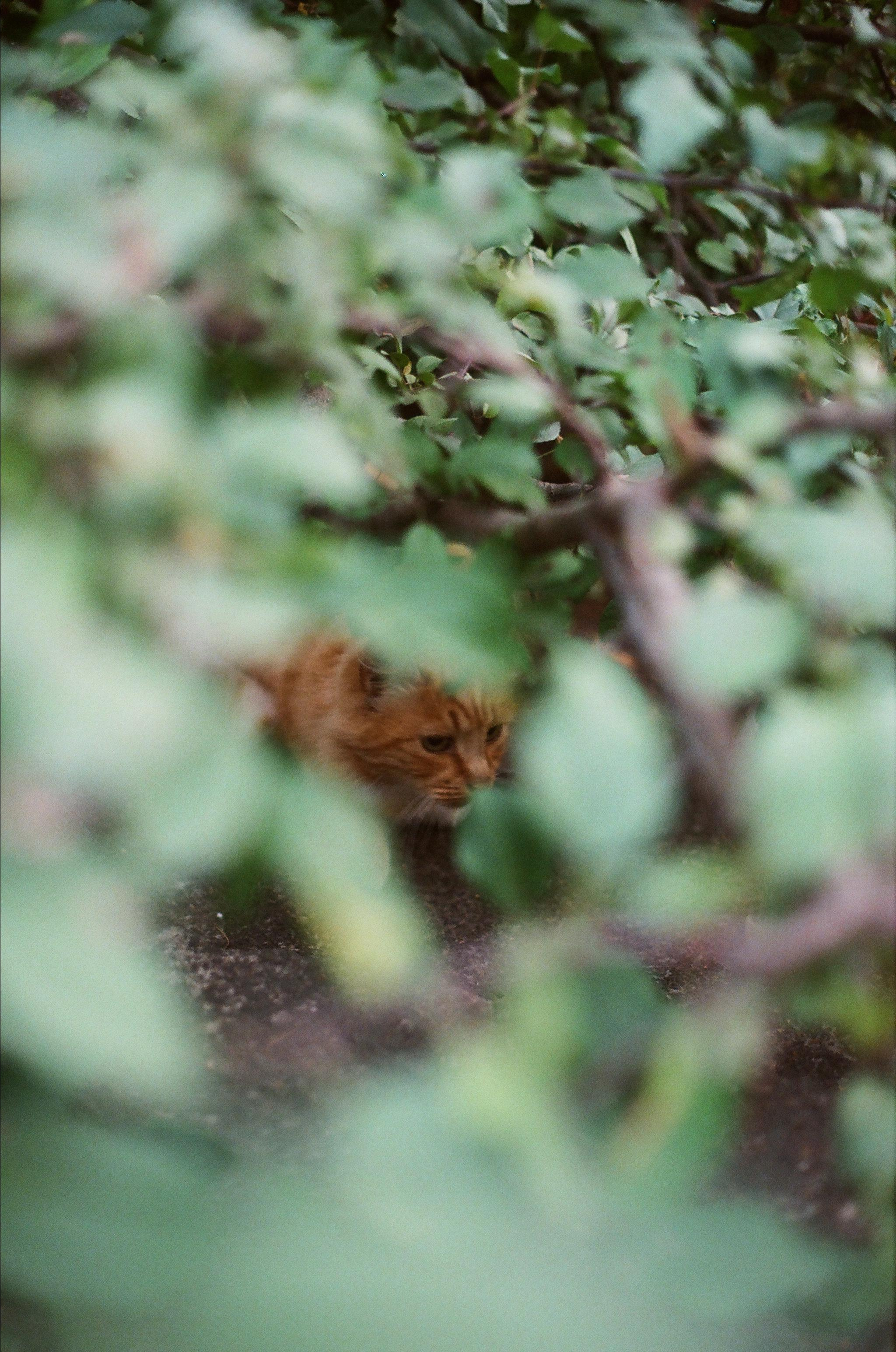 ANIMALS. SMM-продвижение и контент в Санкт-Петербурге (СПб)