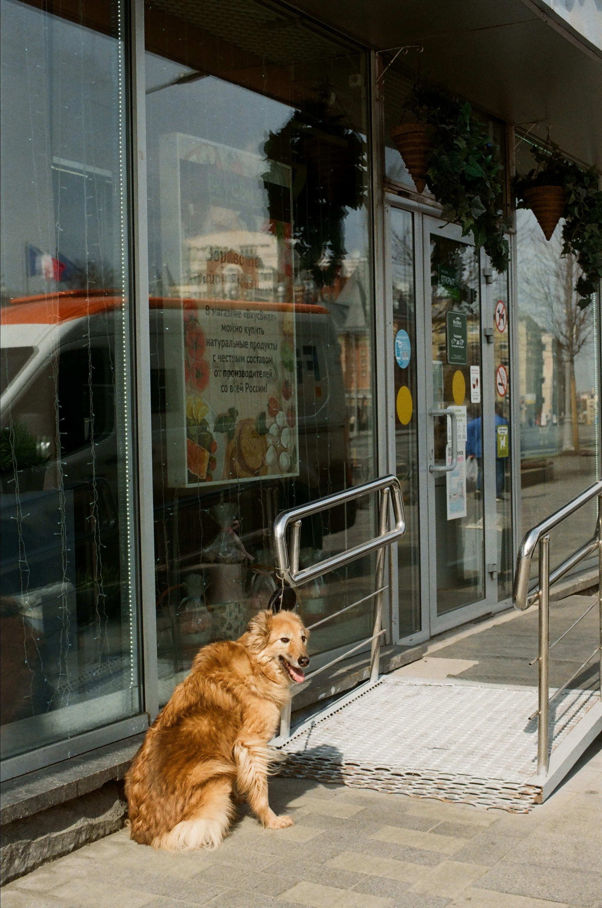 ANIMALS. SMM-продвижение и контент в Санкт-Петербурге (СПб)