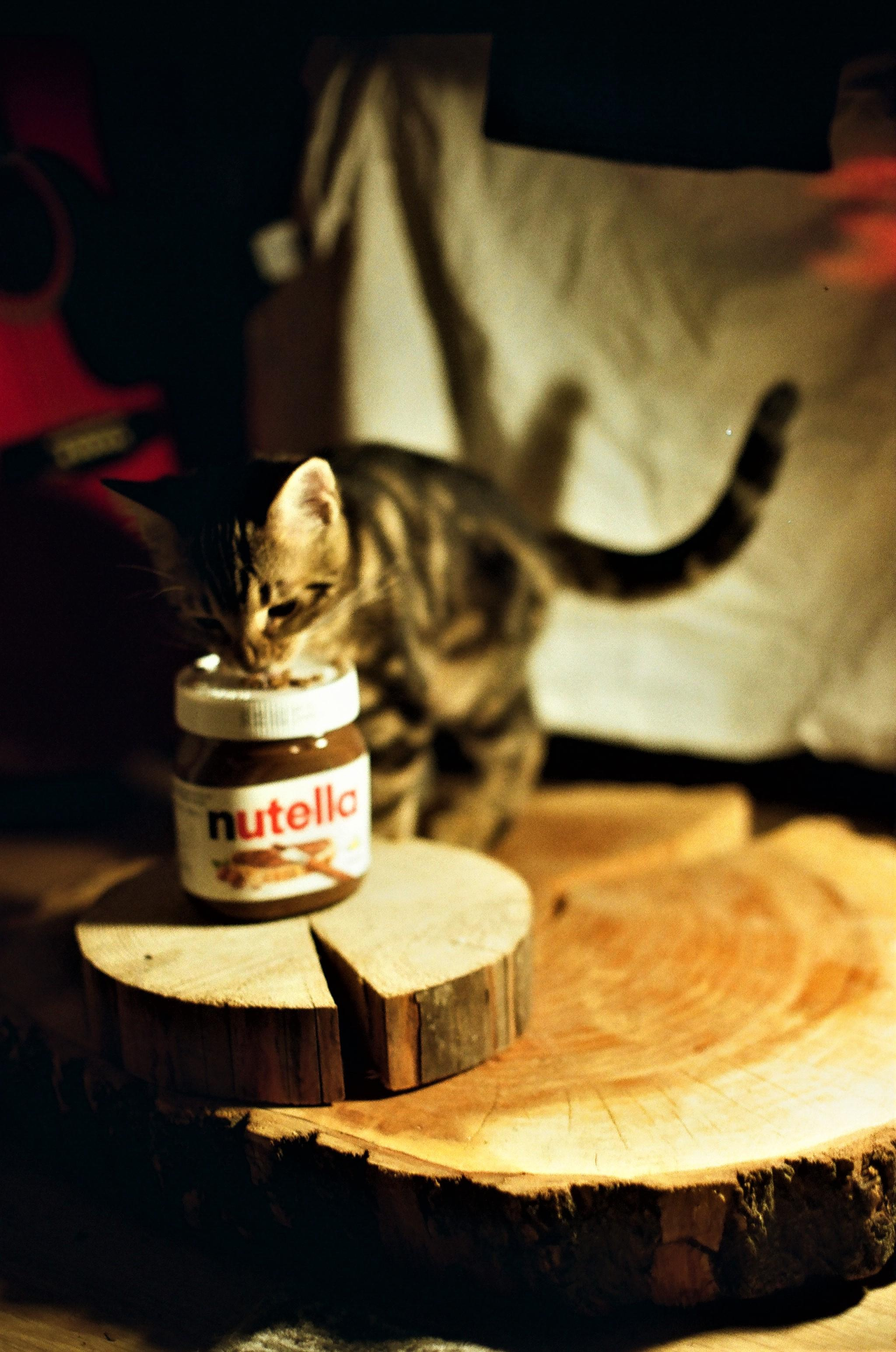 ANIMALS. SMM-продвижение и контент в Санкт-Петербурге (СПб)