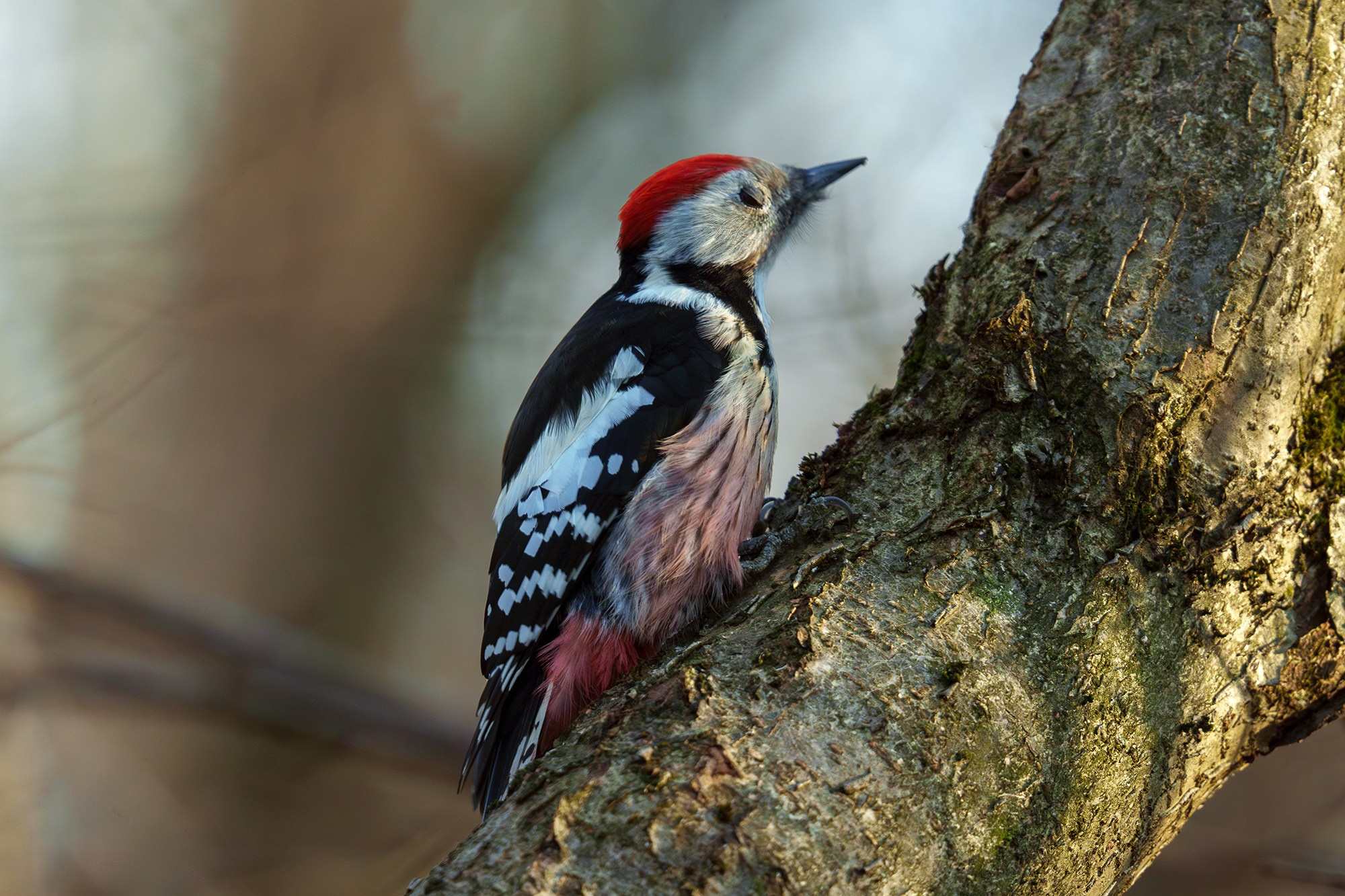 Удивительные мир птиц. Вокруг нас столько прекрасного — присмотритесь!. Ваш личный фотограф Марина Волкова
