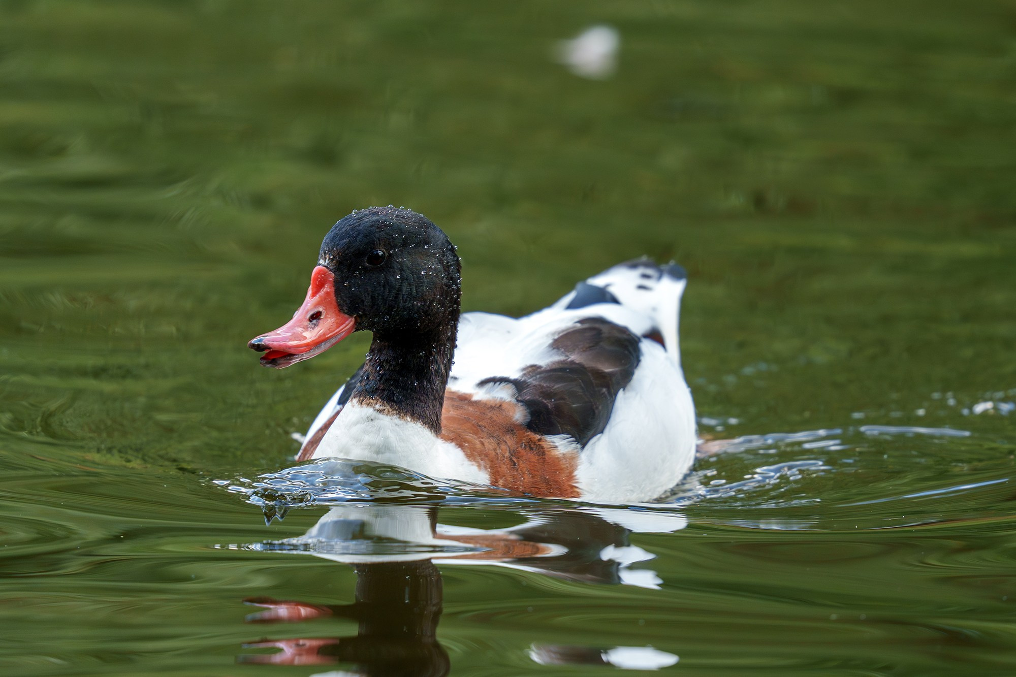 Удивительные мир птиц. Вокруг нас столько прекрасного — присмотритесь!. Ваш личный фотограф Марина Волкова