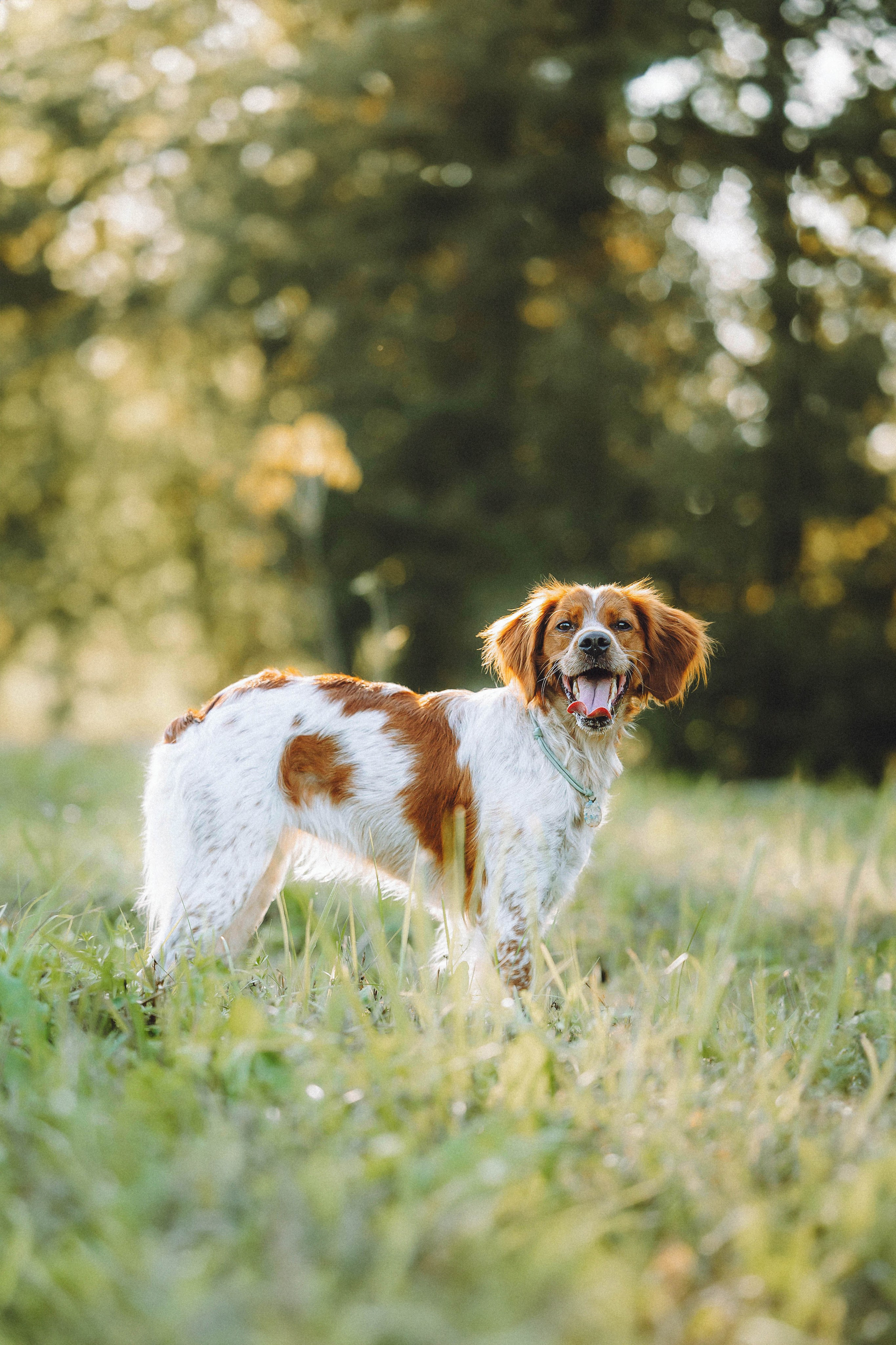 Камри и Пафи