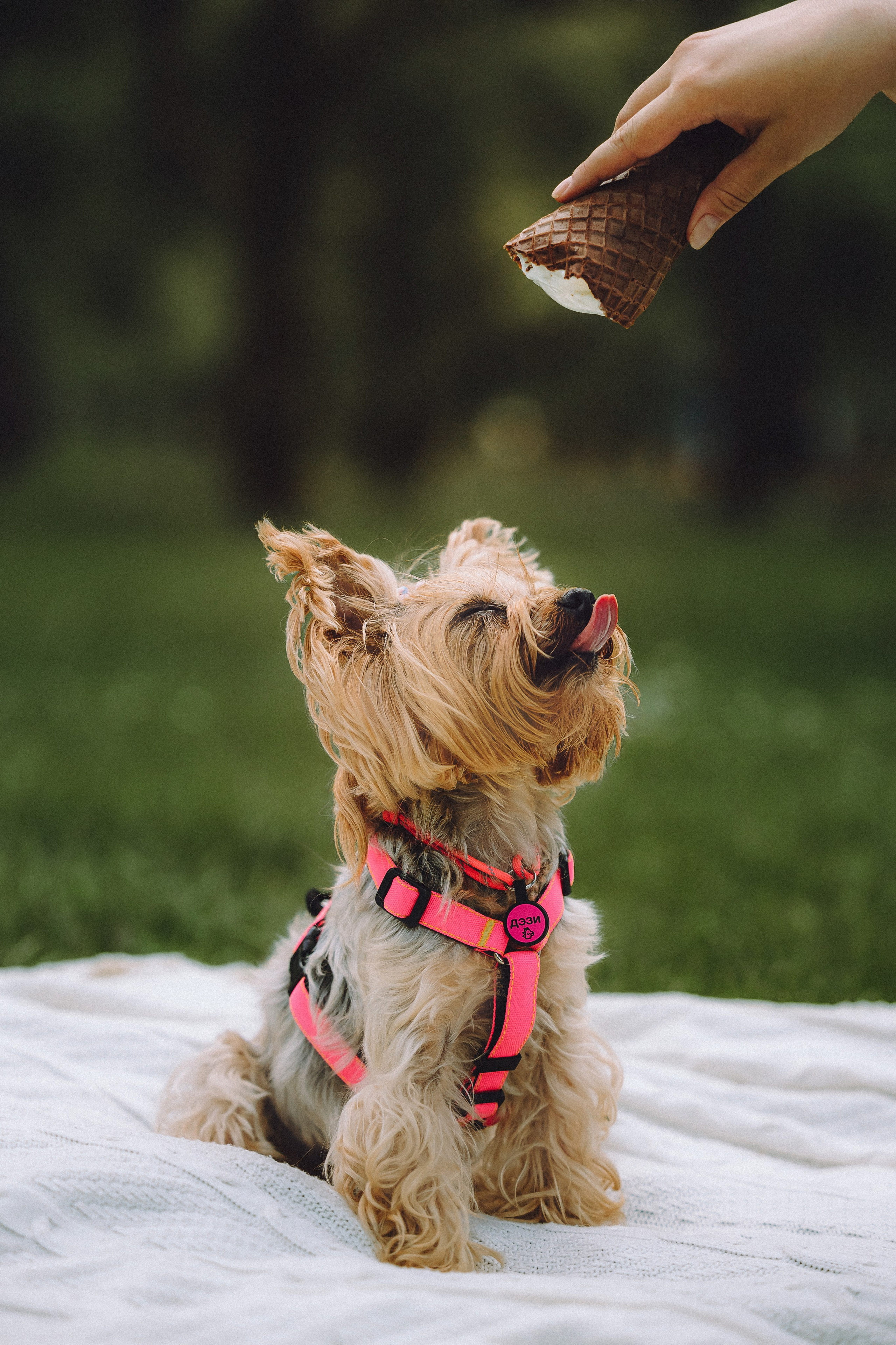 Даша и Дэзи