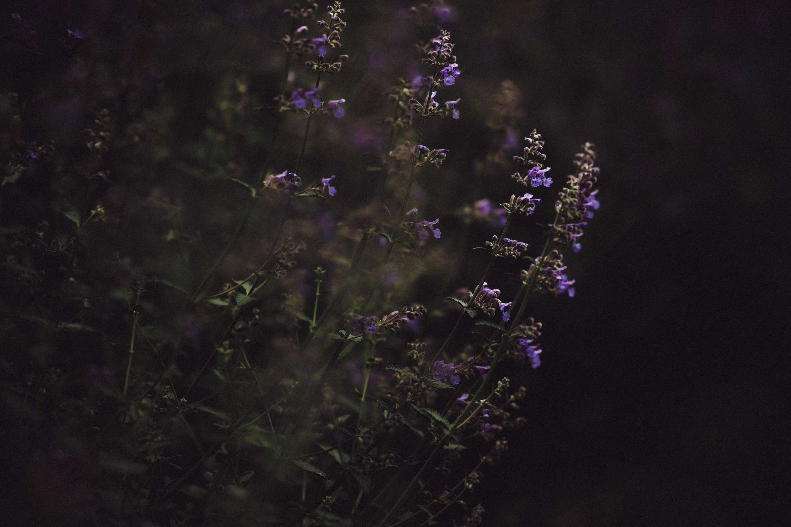 Ира, Леша и Харли