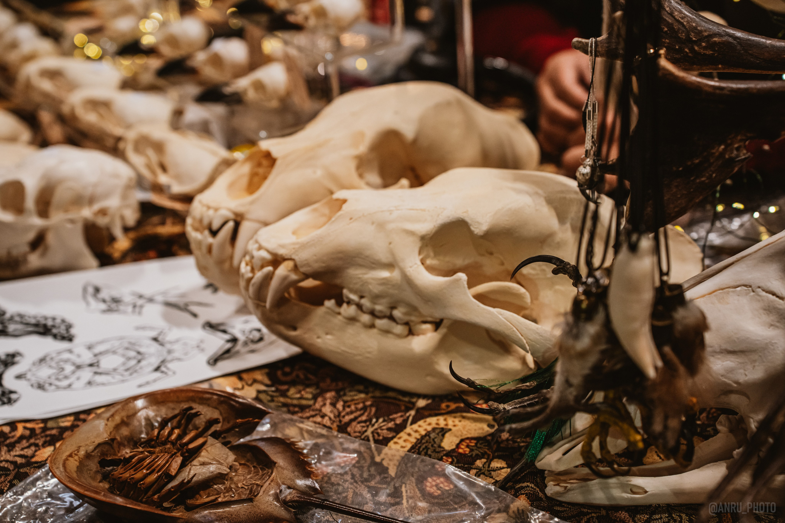 Рептилиум (ручная работа). Репортажный фотограф Анастасия Рубцова