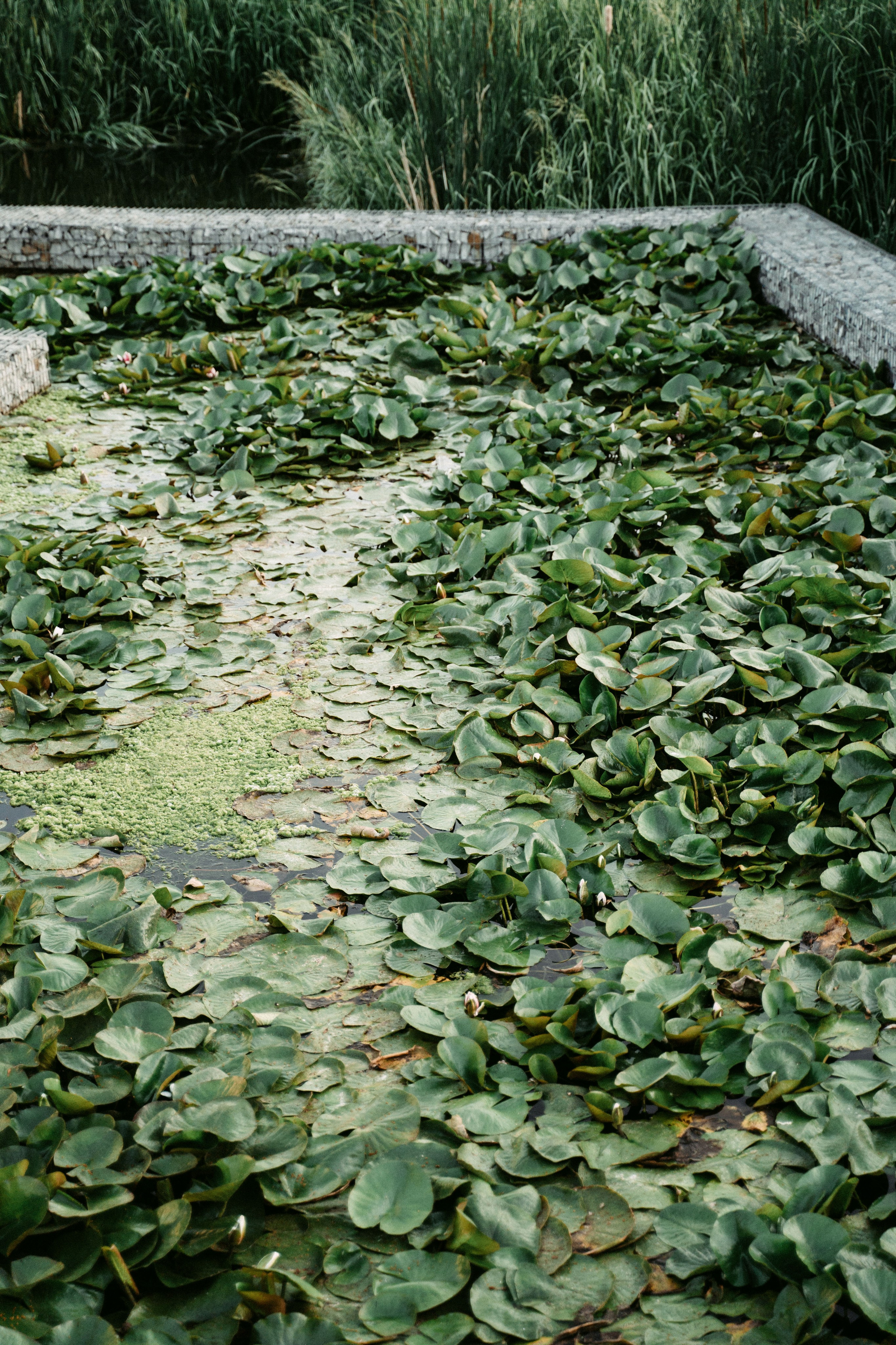 Вечер электронной музыки на Озере Кабан / 2023. Саша Копылов, фотограф в Казани