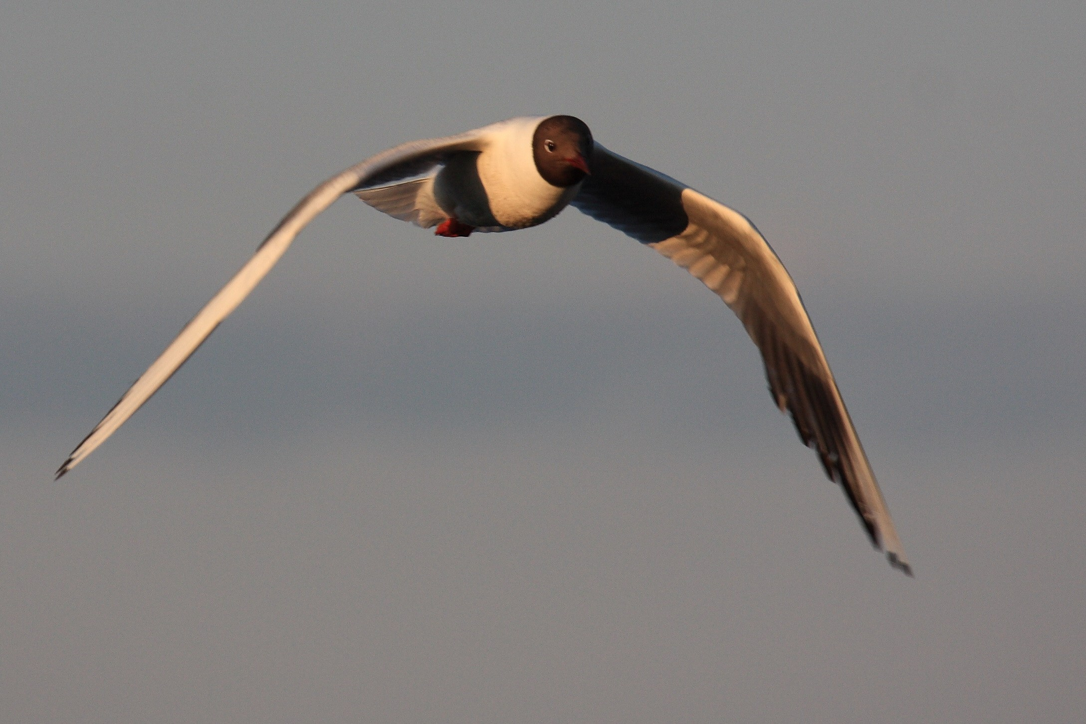 Фото Природы Забайкалья. Студия Максима Белослюдцева