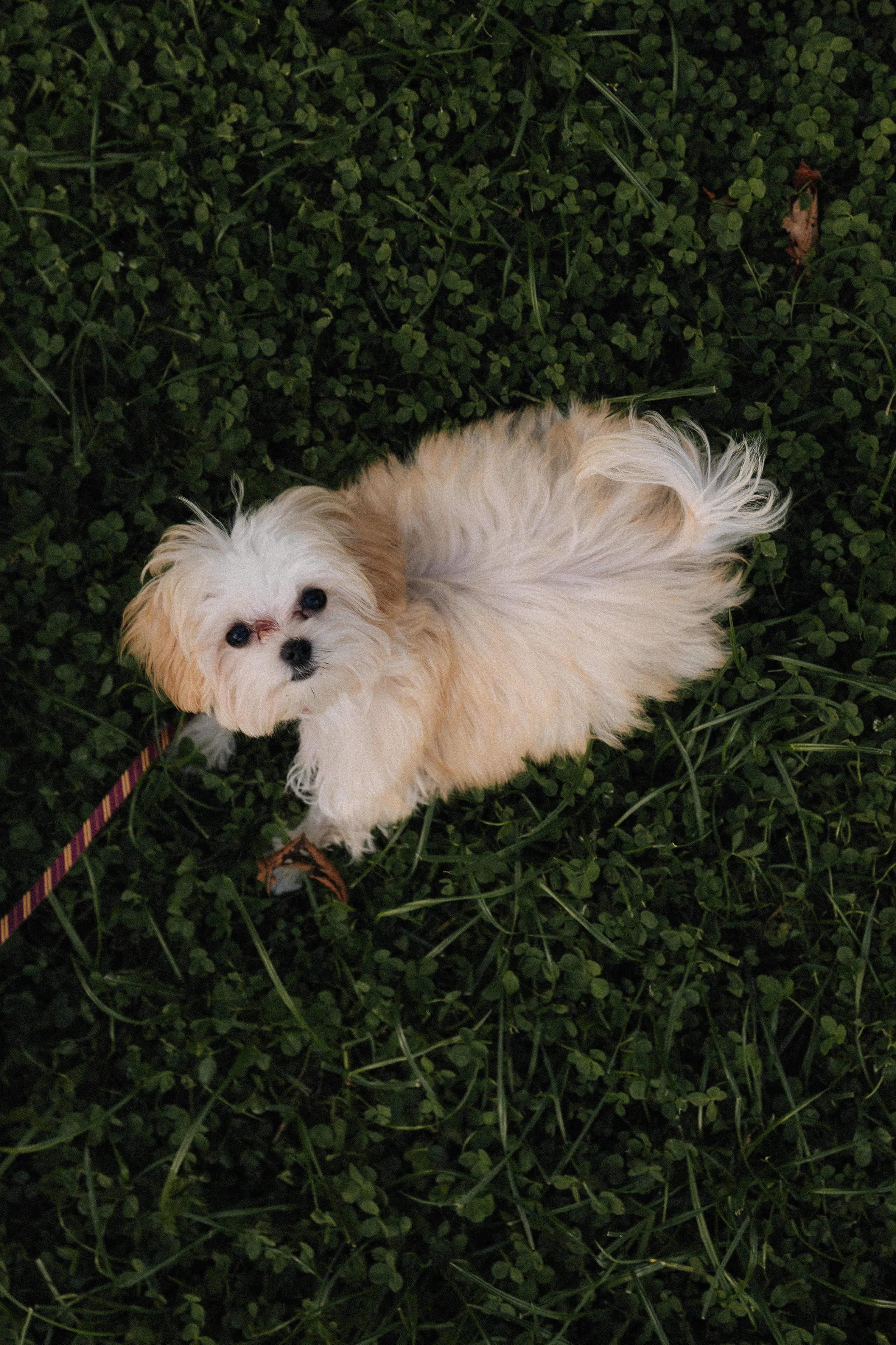 Оля и Бри. Фотораф — анималист Мария Шистка