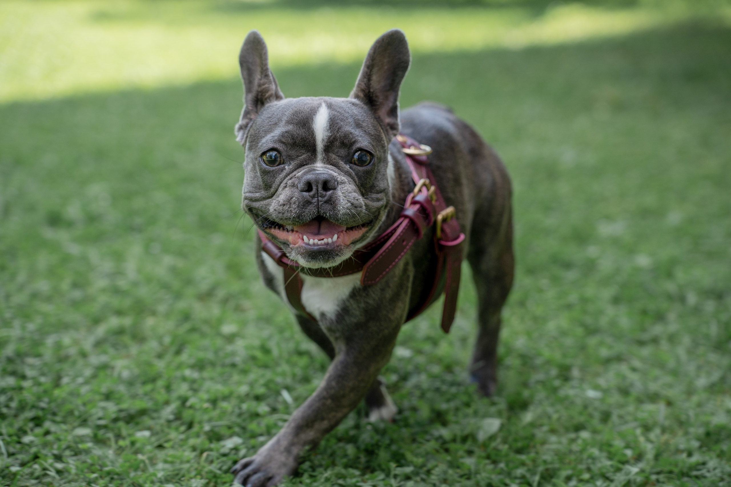 Анимализм. Портретный фотограф Олеся Владимирова в Москве