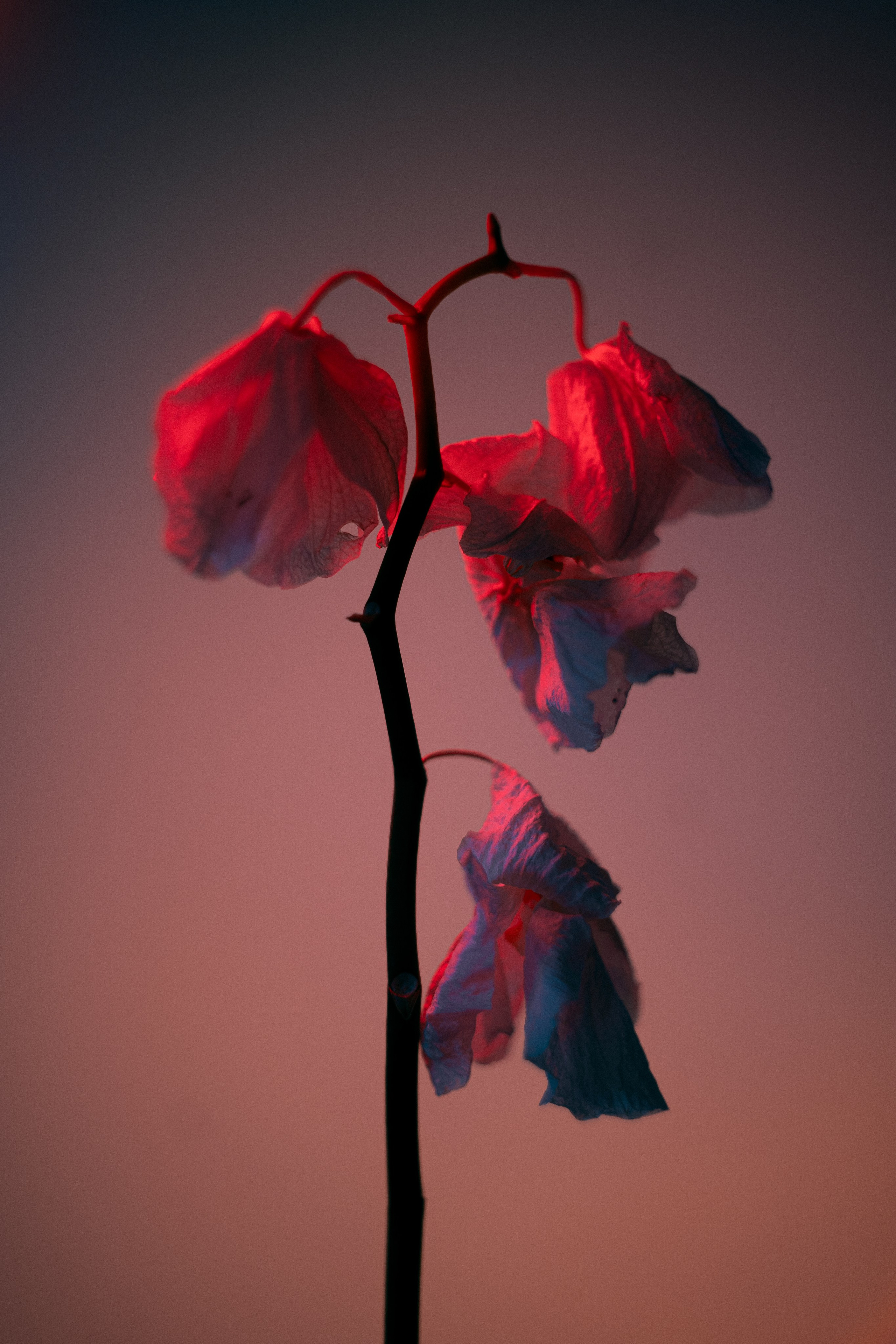 Shades of Bloom. Фотограф в Алматы Анастасия Новоселова