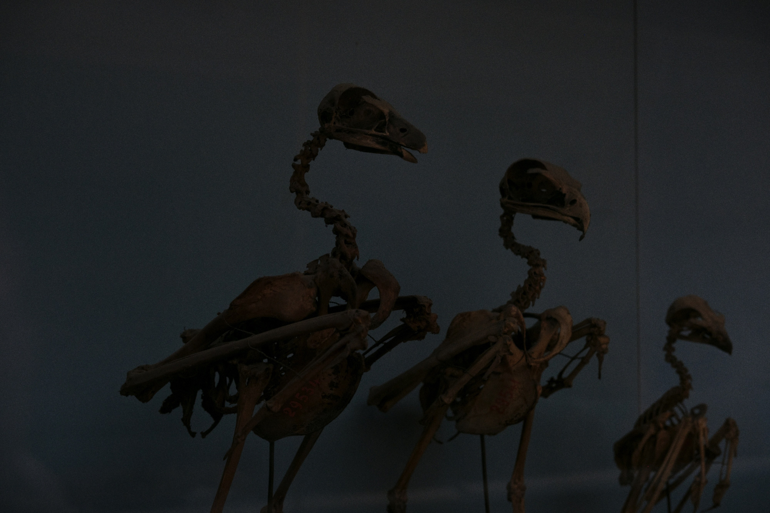 Archaeological Museum / Cairo, Egypt AW25. Фотограф Юрин Евгений