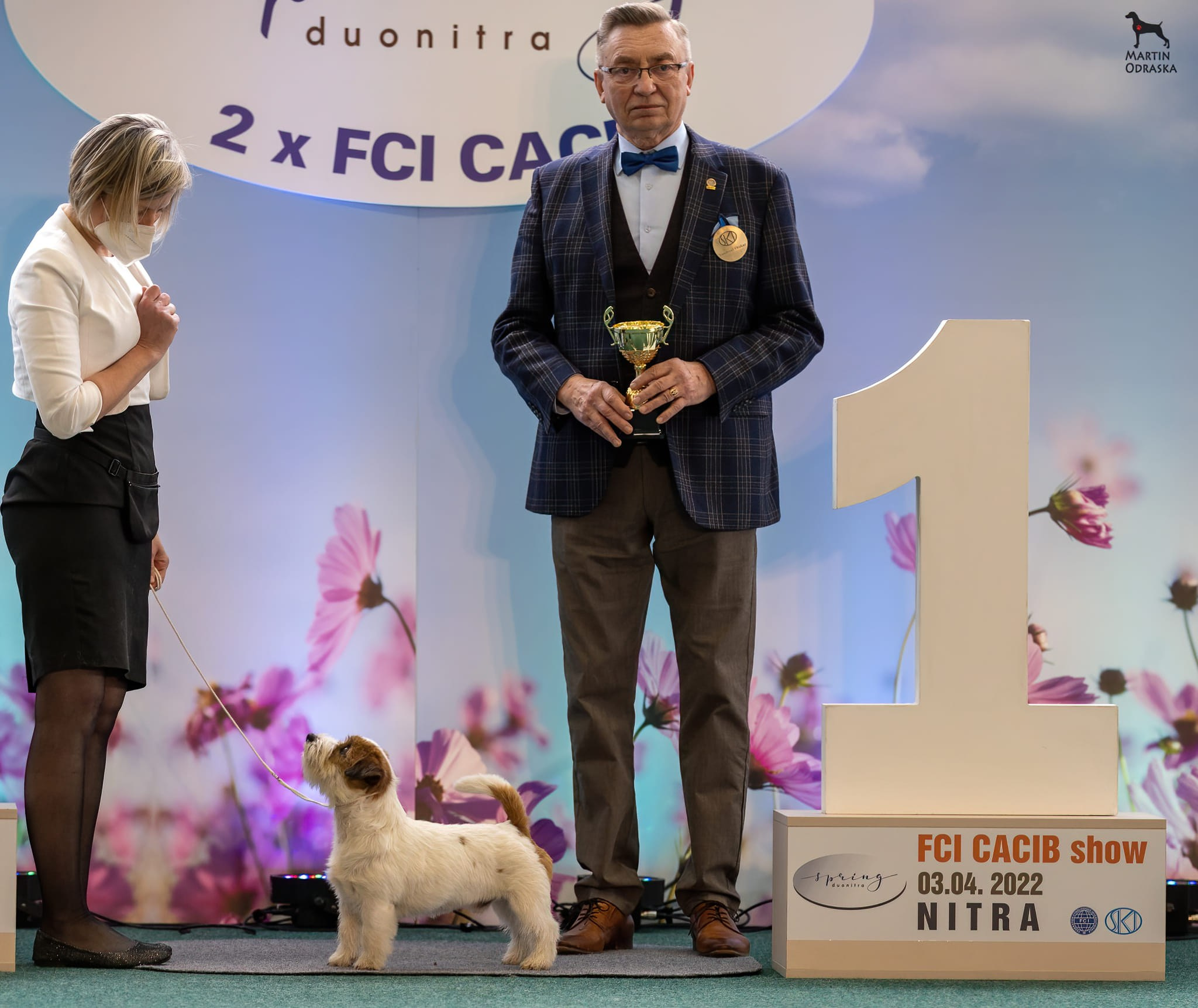 CM NIMBUS. КАНЕ МАЭСТРО — питомник Джек рассел терьеров