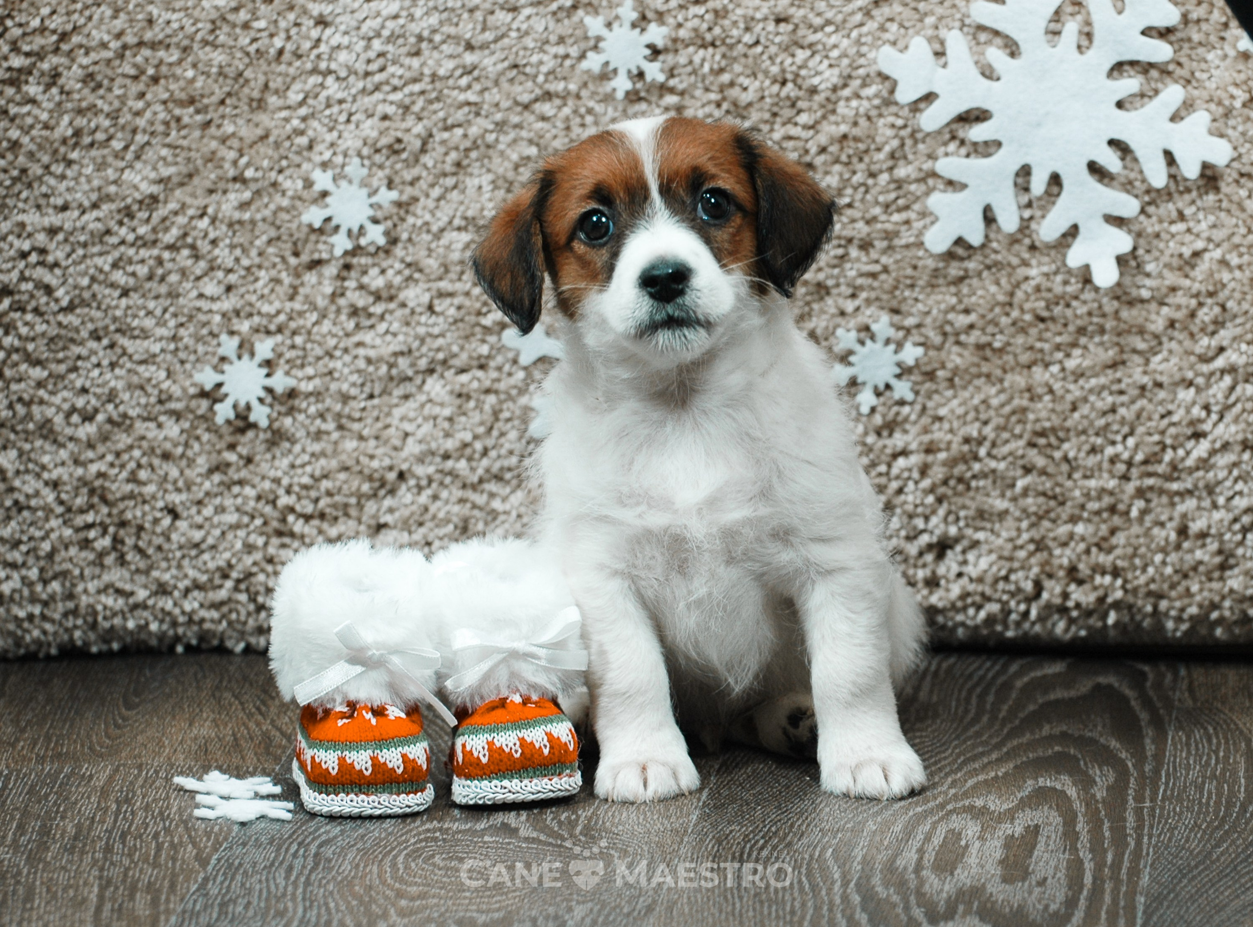 3КОБЛ_СНЕГОВИК. CANE MAESTRO — kennel Jack Russell Terrier