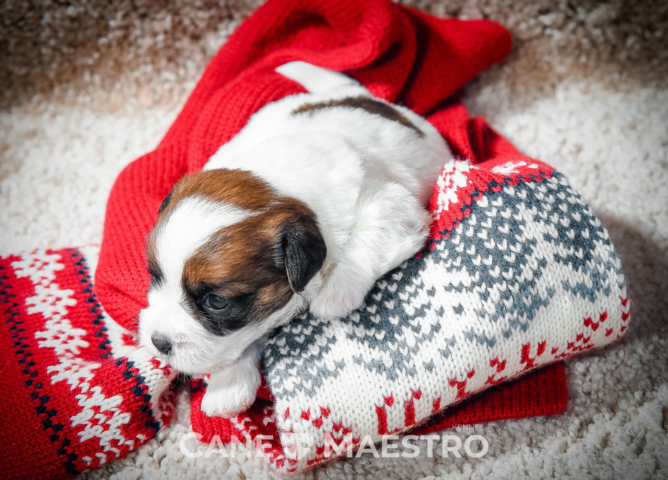 Мальчик 2. Кобель бело-рыжий. Джек рассел терьер щенок. КАНЕ МАЭСТРО — питомник Джек рассел терьеров