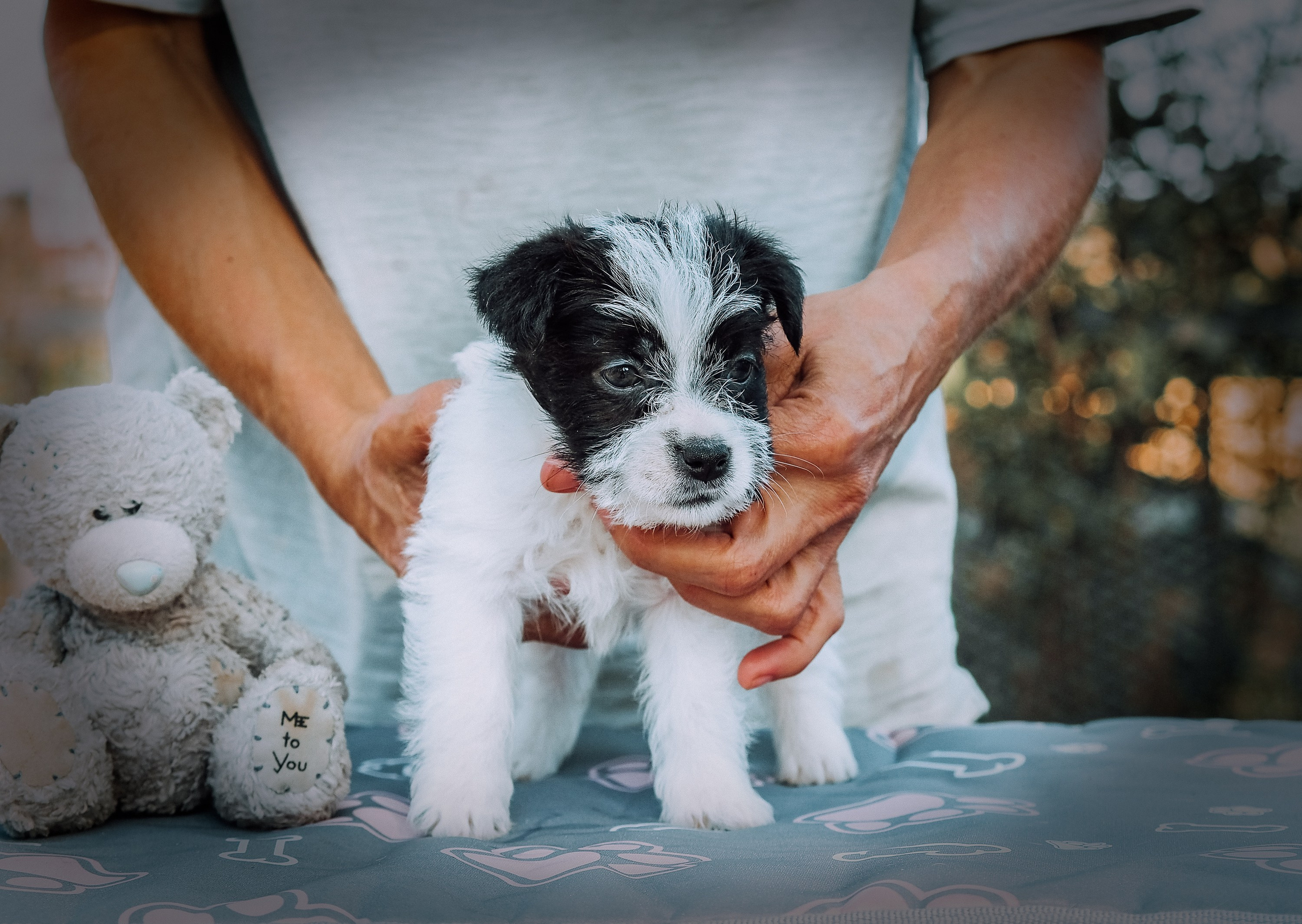 X_female1_b_w. CANE MAESTRO — kennel Jack Russell Terrier