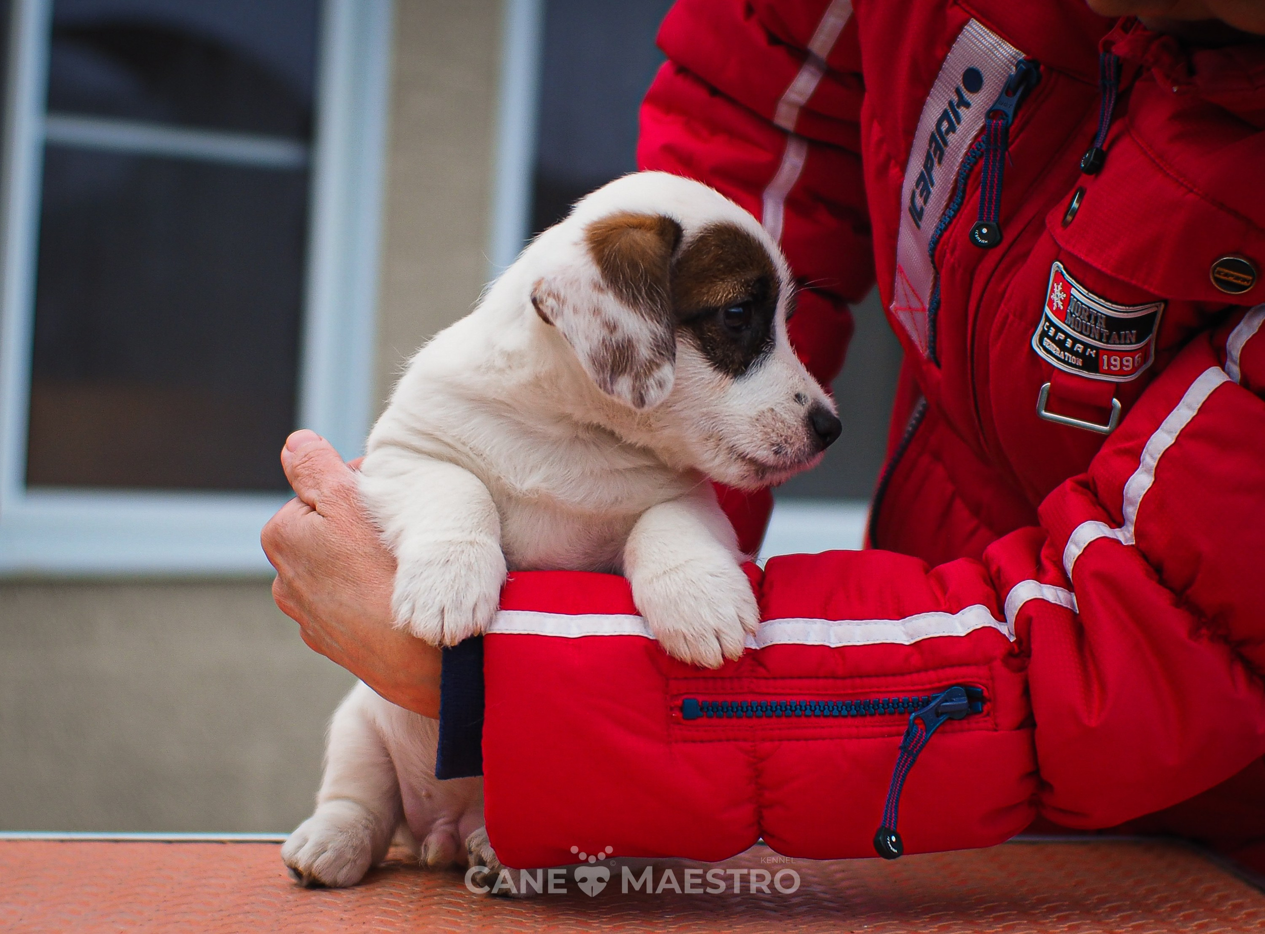 1КОБЛ_МОНОКЛЬ_Ц_ЛИТТЕР. CANE MAESTRO — kennel Jack Russell Terrier
