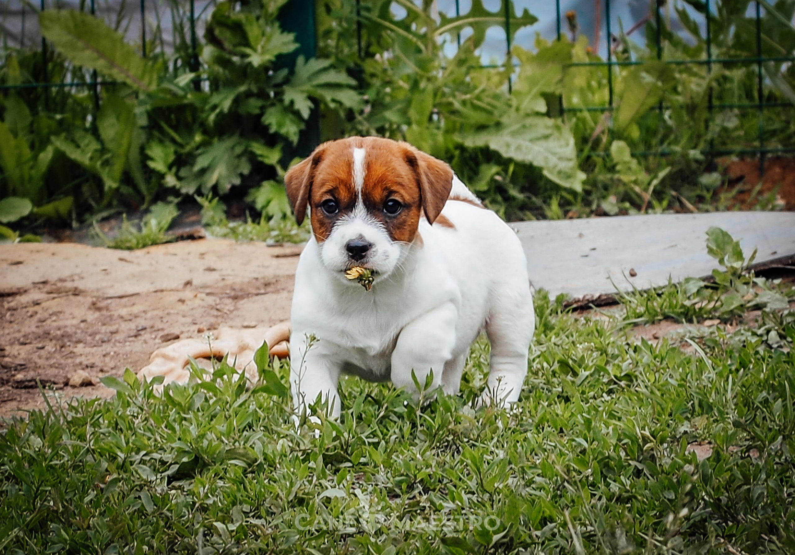 Ш_FEMALE_SHIZGARA. CANE MAESTRO — kennel Jack Russell Terrier