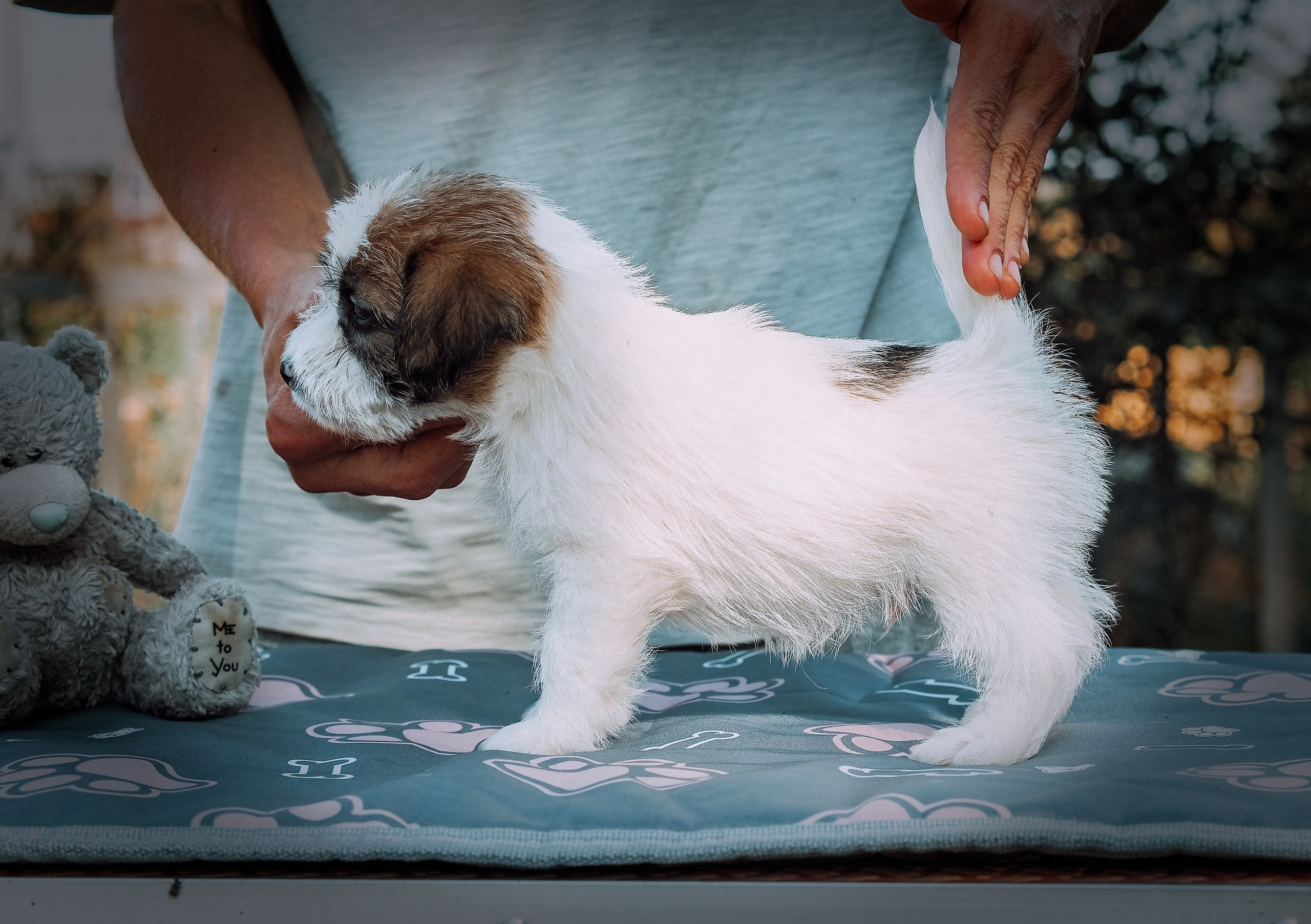 Щенок кобель ДРТ. КАНЕ МАЭСТРО — питомник Джек рассел терьеров