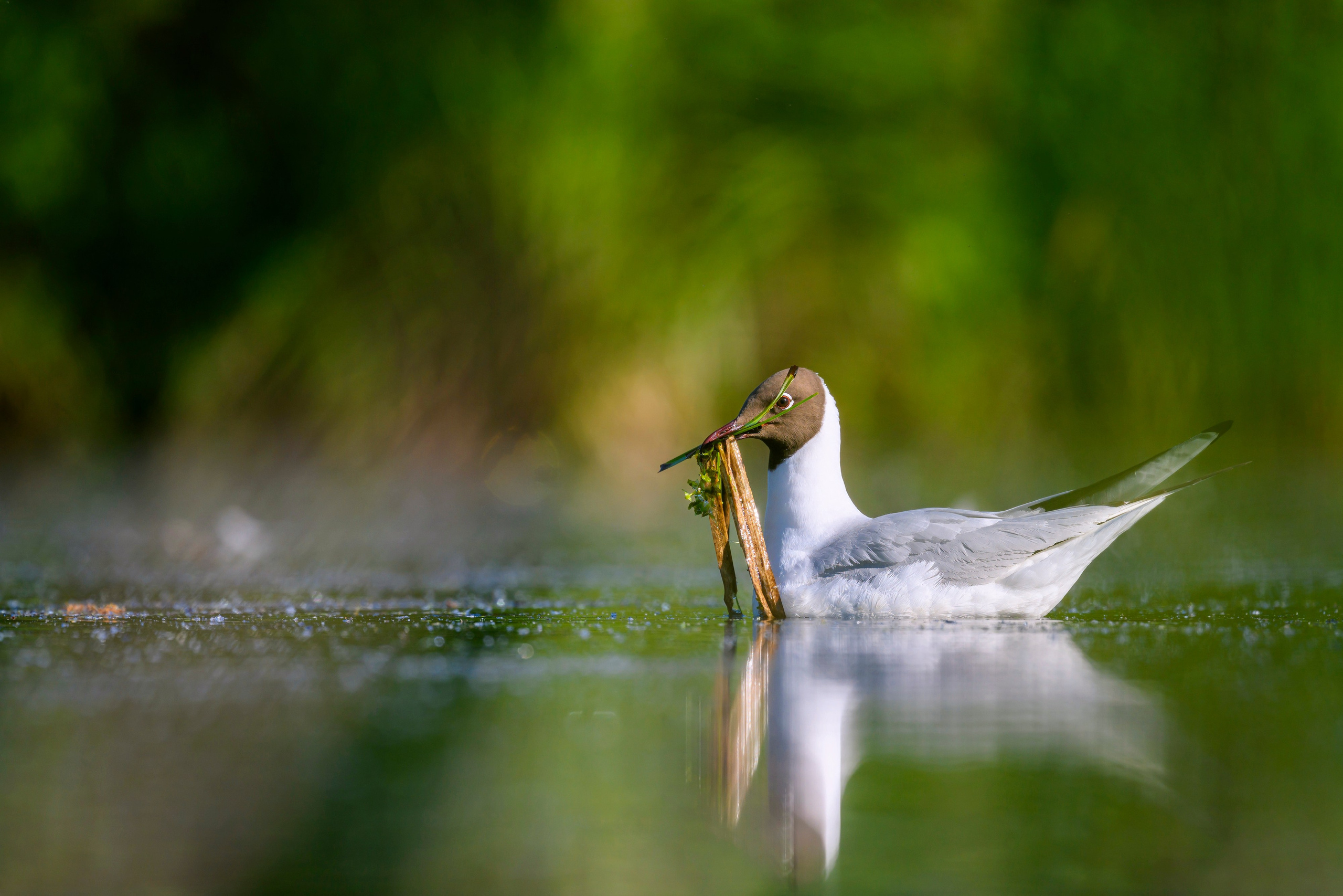 Пополнение у поганок. Фотограф Сергей Пупонин