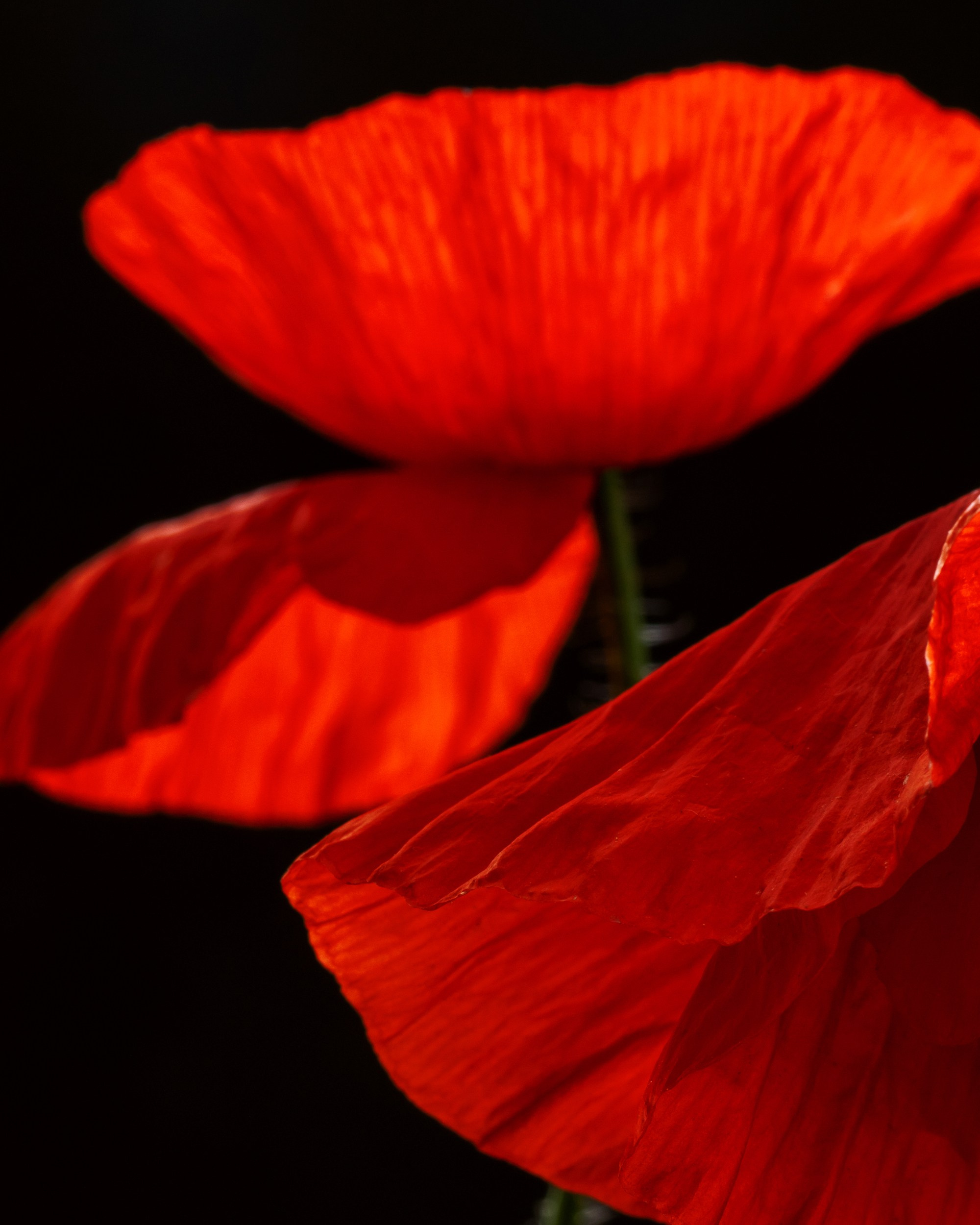 Velvet Blaze. Author’s fine art prints with international delivery