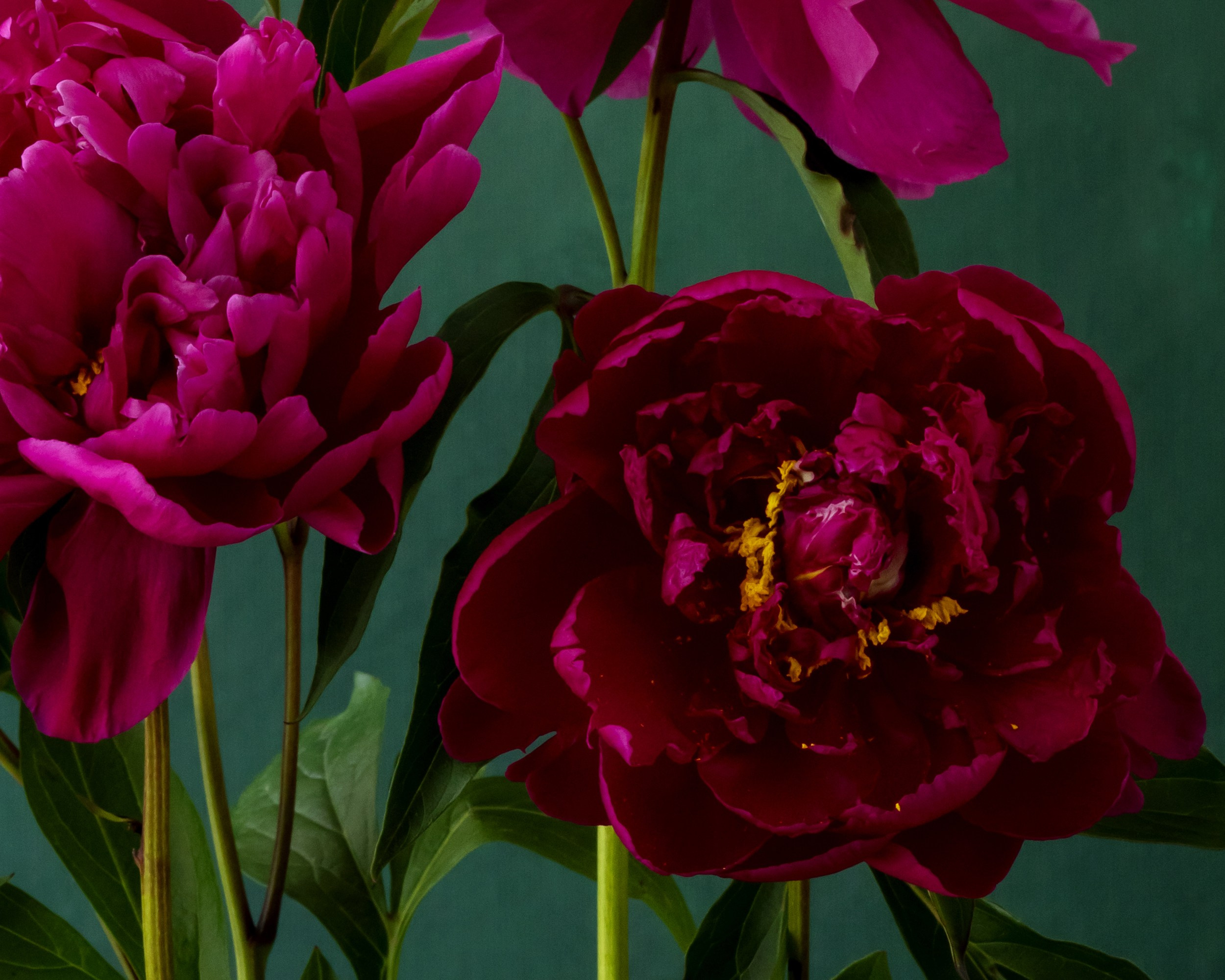 Ruby Sparks. Author’s fine art prints with international delivery