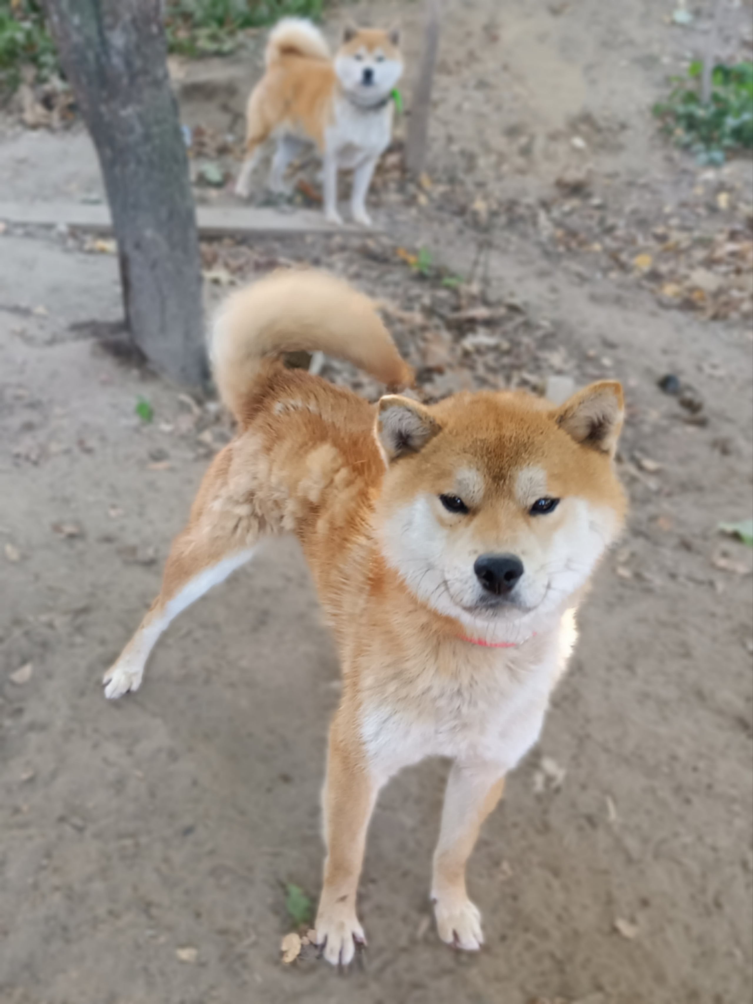 Ганжи * Yuzhyy Solnechnyy Pes Ganji. AMERICAN AKITA RUBYLIGHT KENNEL I SHIBA-INU