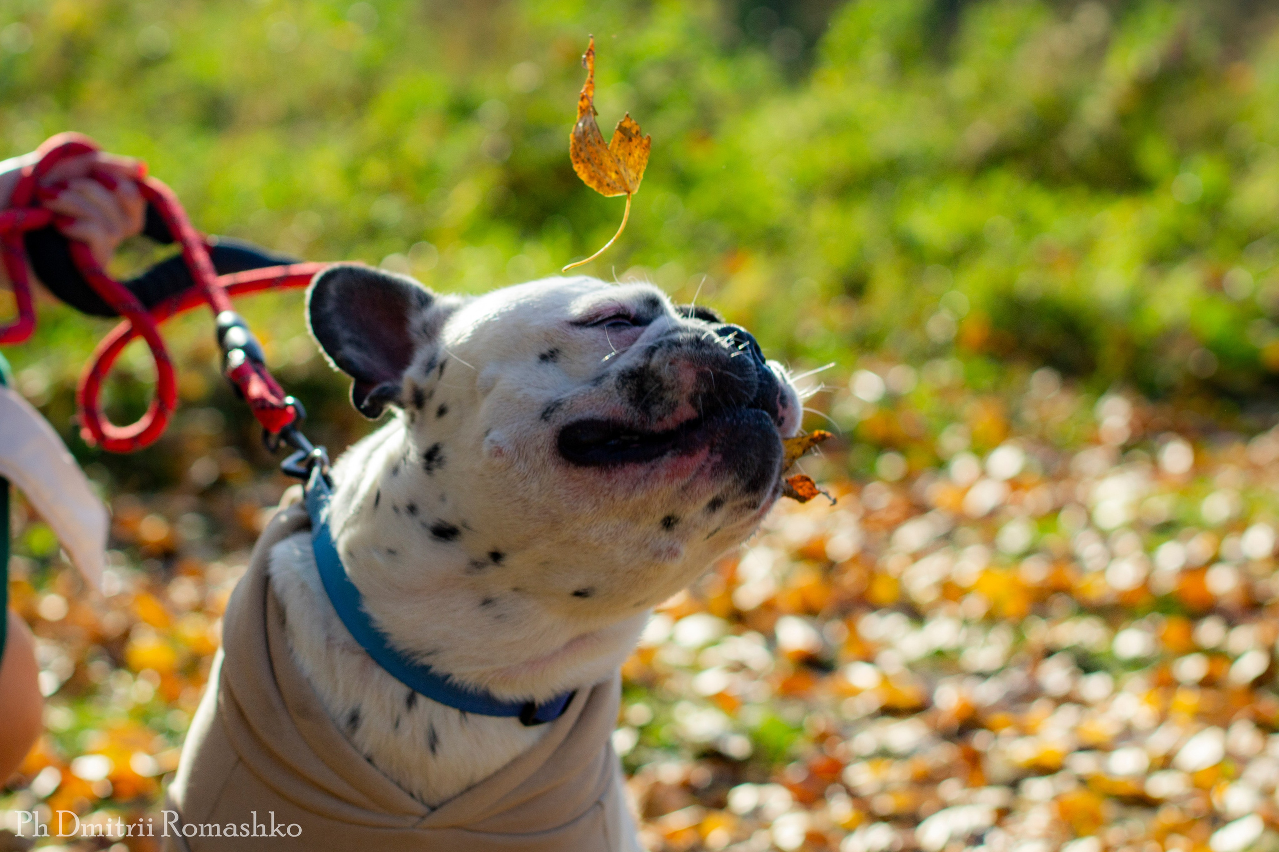 Анималистка. Фотограф Дмитрий Ромашко