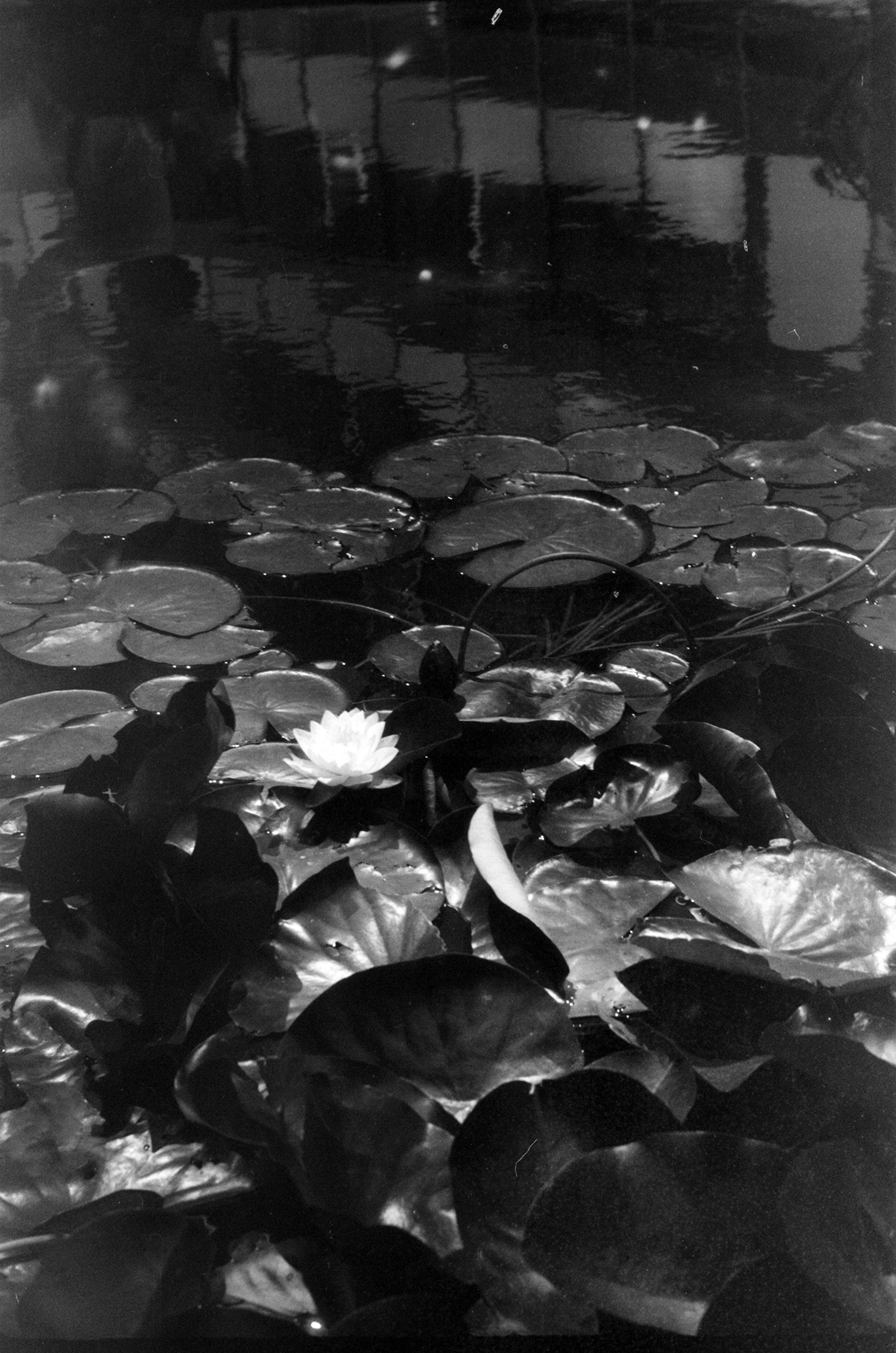 Альбом пленочных ЧБ-фото. Репортажный и семейный фотограф — Шелихов Сергей