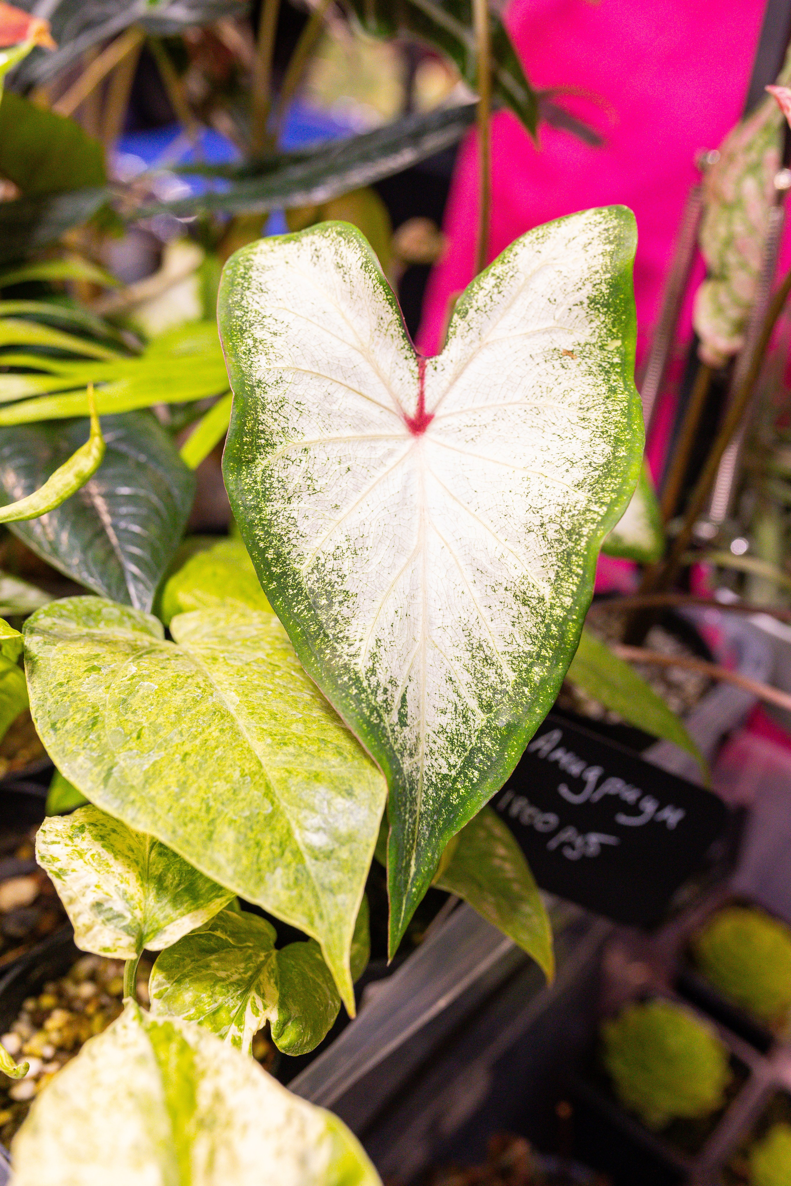 Монстериум 11–12 октября. Александра Куликова фотограф, Москва