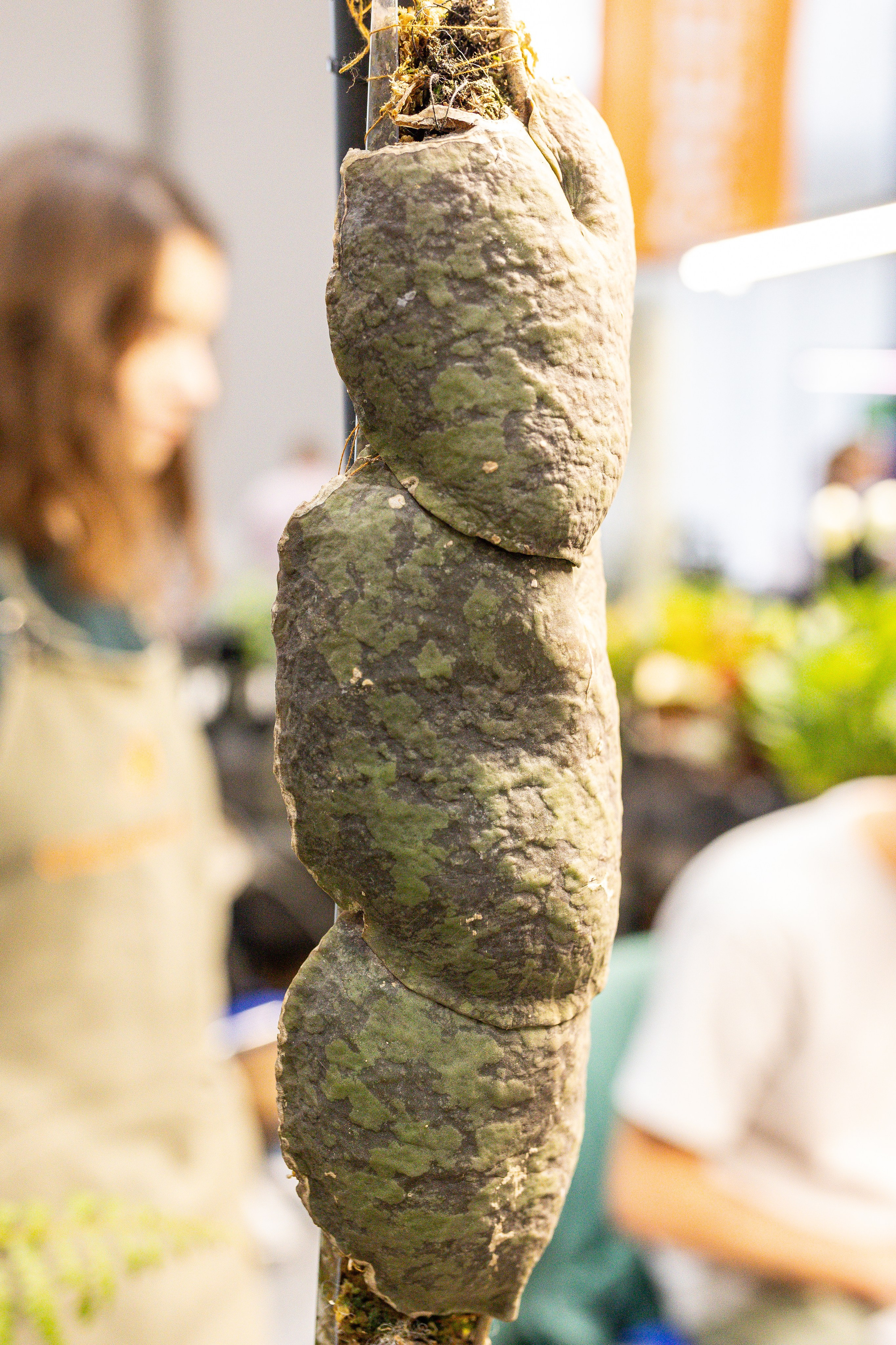 Монстериум 11–12 октября. Александра Куликова фотограф, Москва