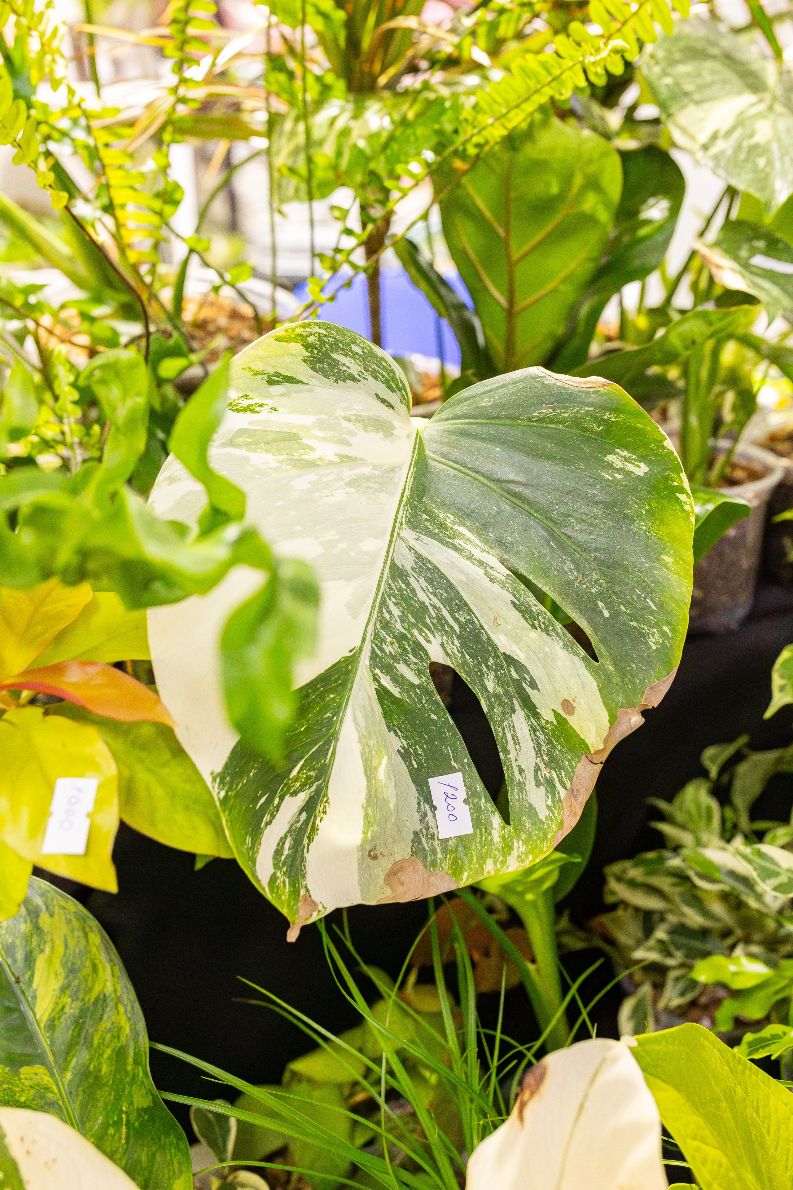 Монстериум апрель 2026. Александра Куликова фотограф, Москва