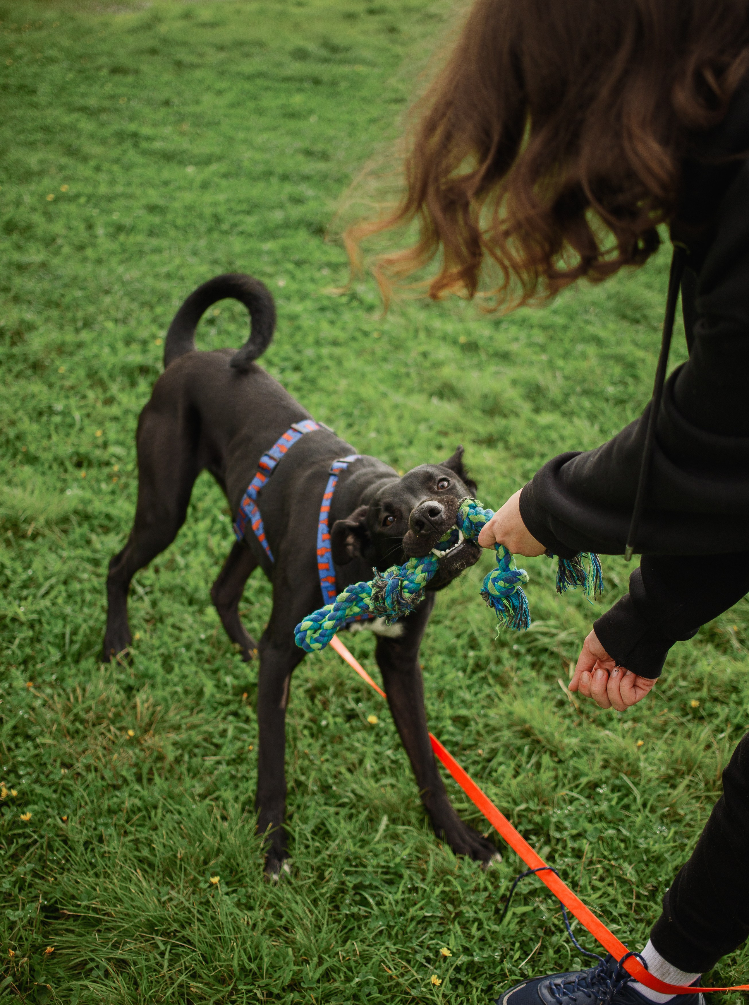 Отис ищет дом. Портретный фотограф в Санкт-Петербурге Катя Протасевич