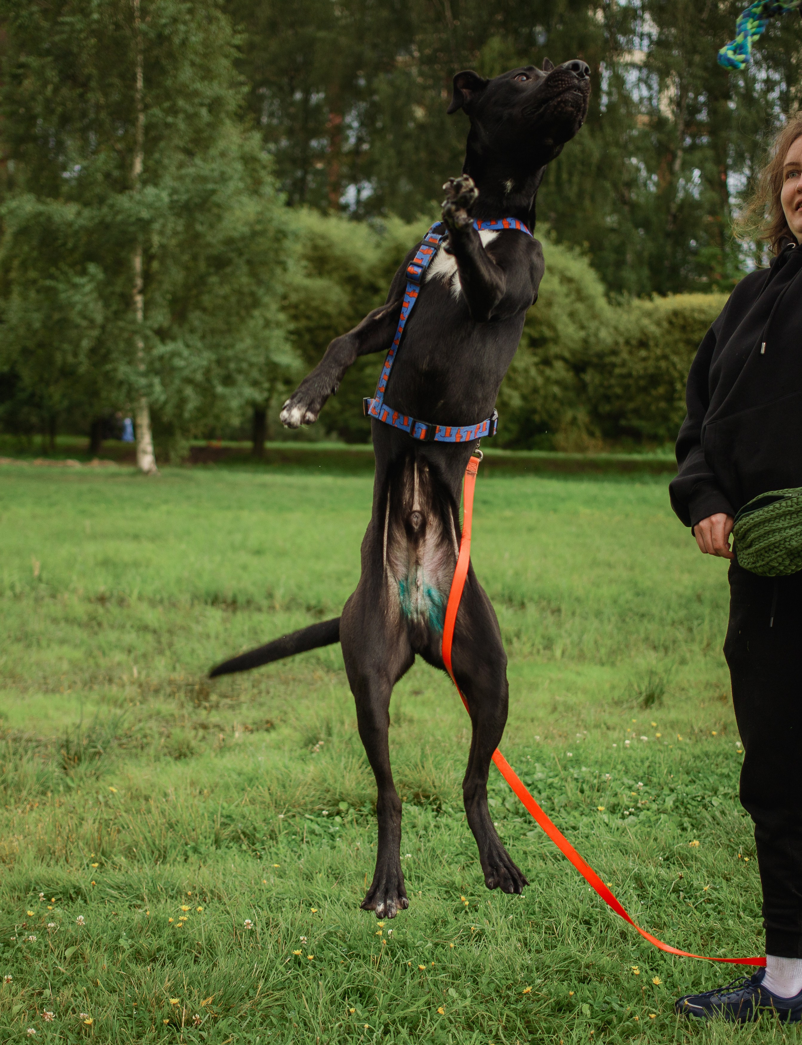 Отис ищет дом. Портретный фотограф в Санкт-Петербурге Катя Протасевич