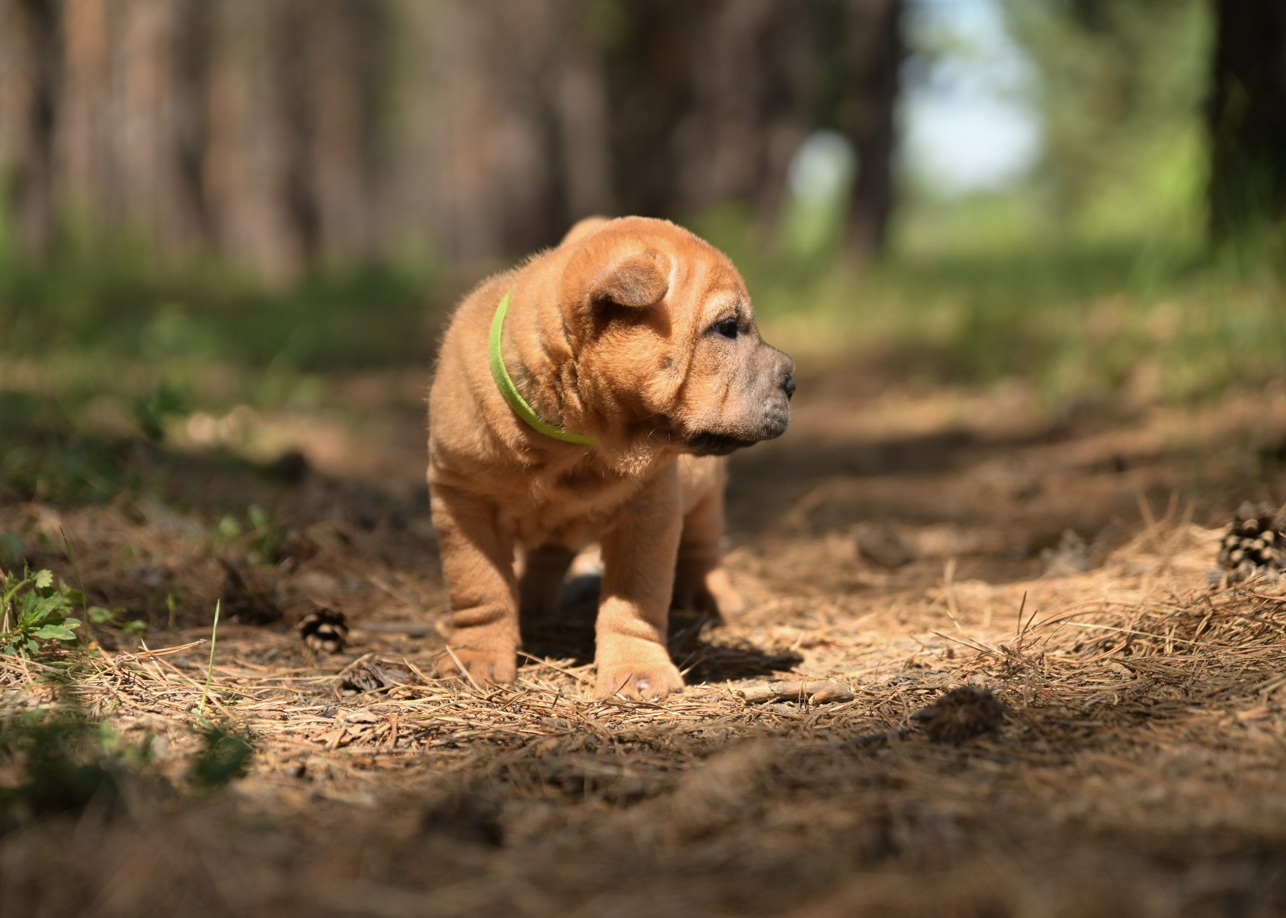 Свободные щенки Шар Пей в Иркутске. Питомник собак Иркутск