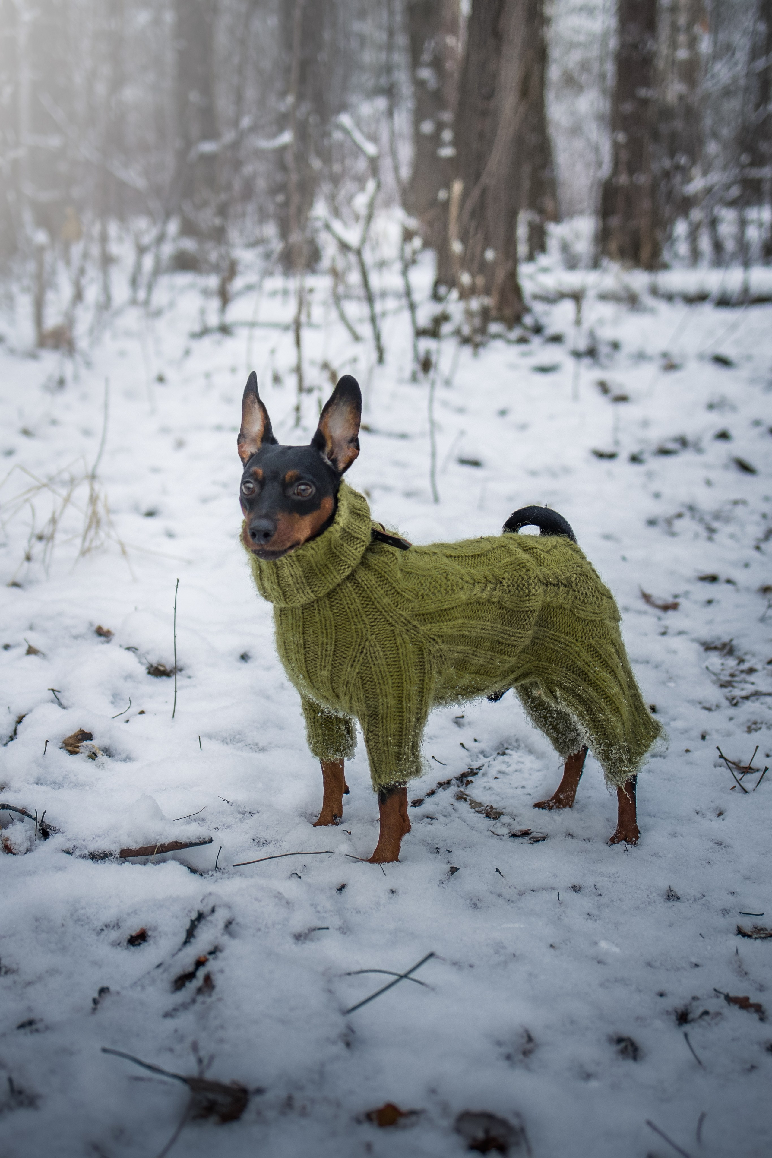 Животные. Художественная фотография