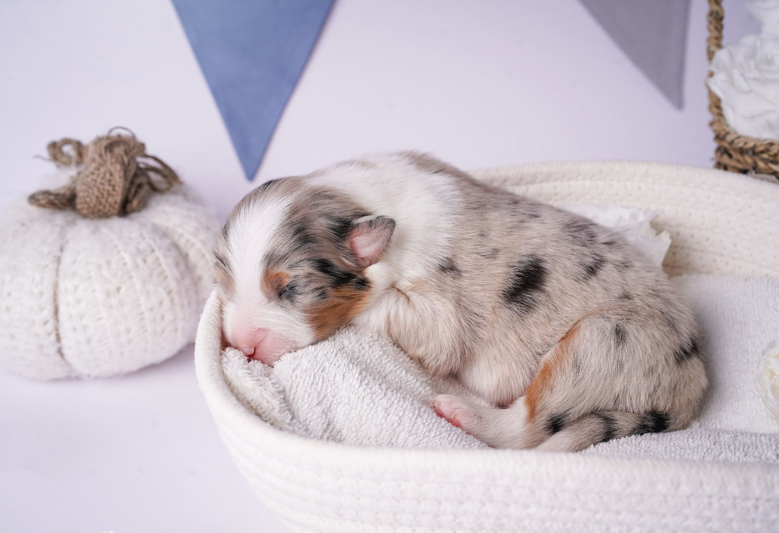 Щенки австралийской овчарки. Фотограф-анималист в Санкт-Петербурге Яна Мартынова