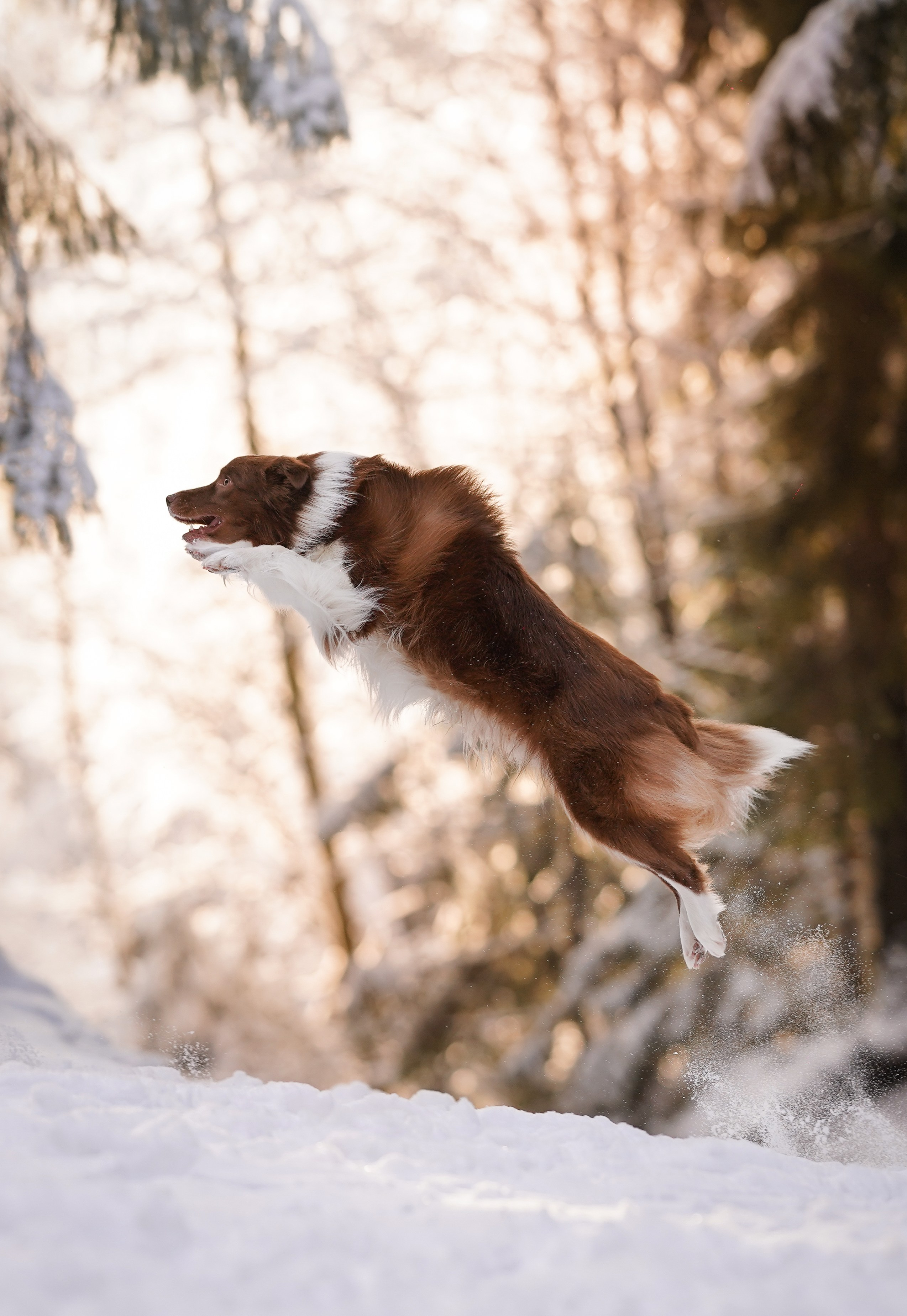 Катя и Ская. Фотограф-анималист в Санкт-Петербурге Яна Мартынова