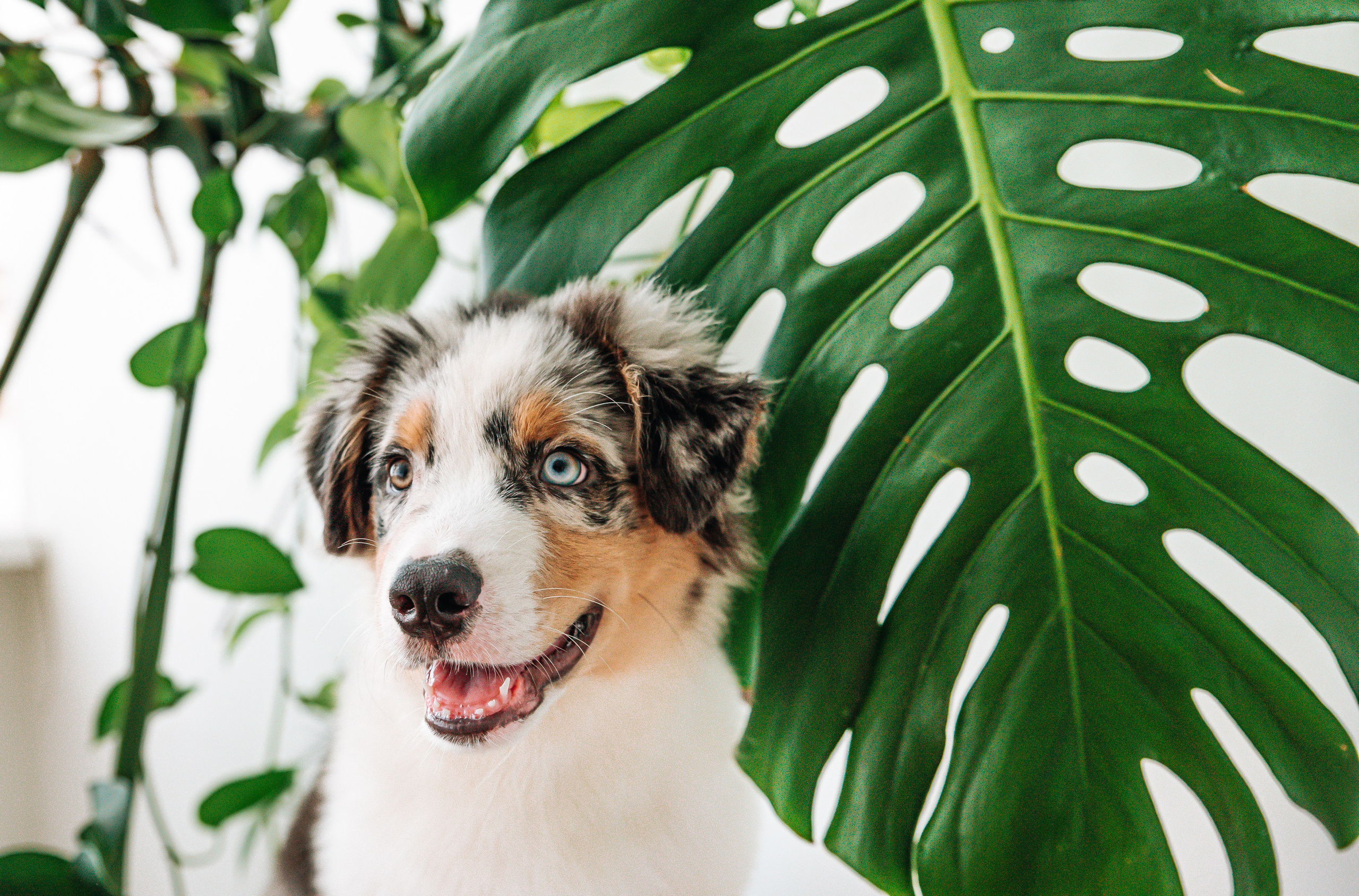 Аусси щенки студия. Главная