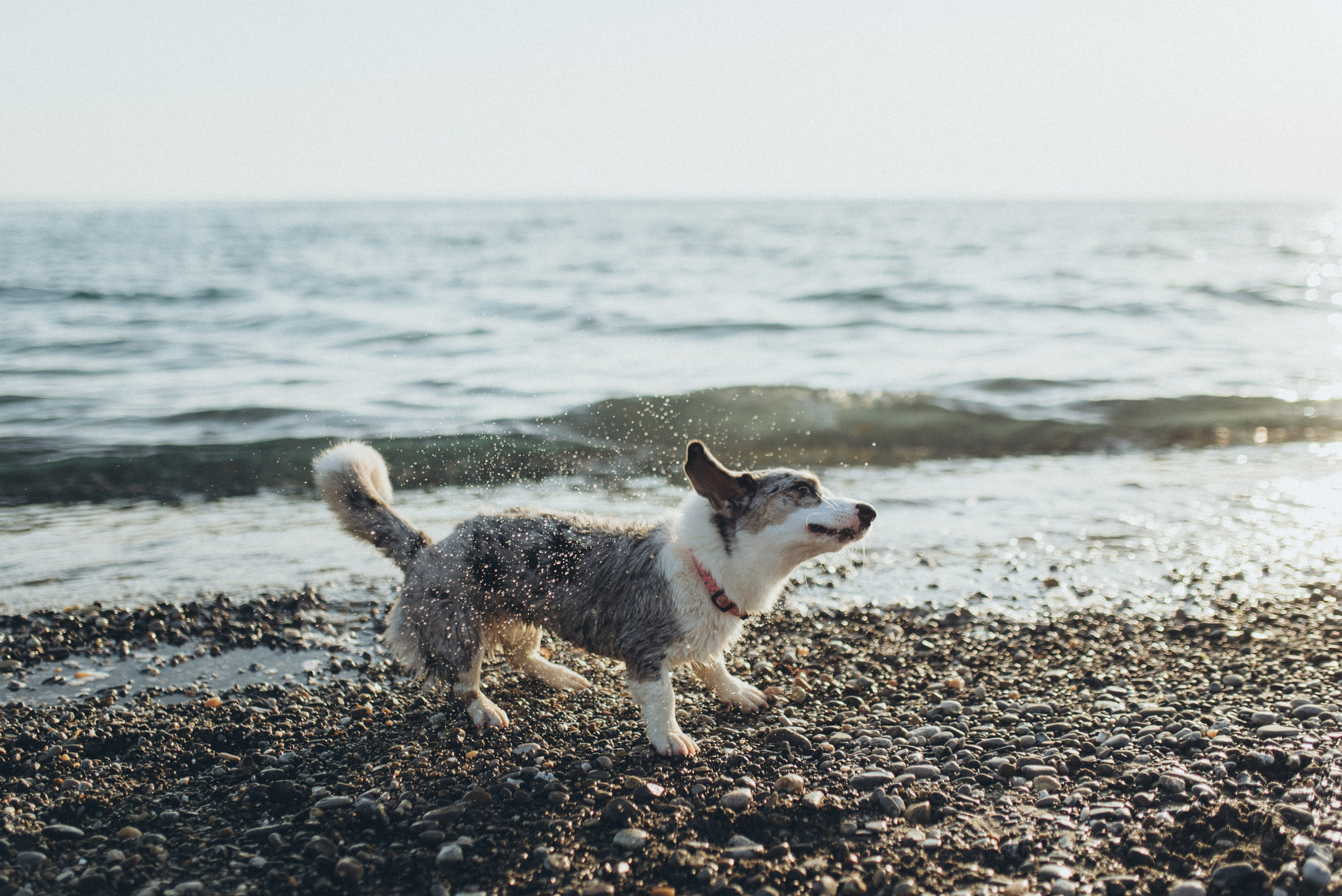 🐕 Катя и Дима 🐕. Фотограф в Сочи — Маргарита Поганова