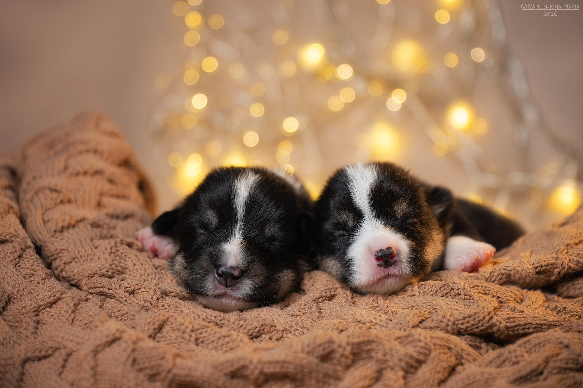 Ньюборн фотосессия щенков. Фотограф собак в Москве и Московской области Иванушкина Мария