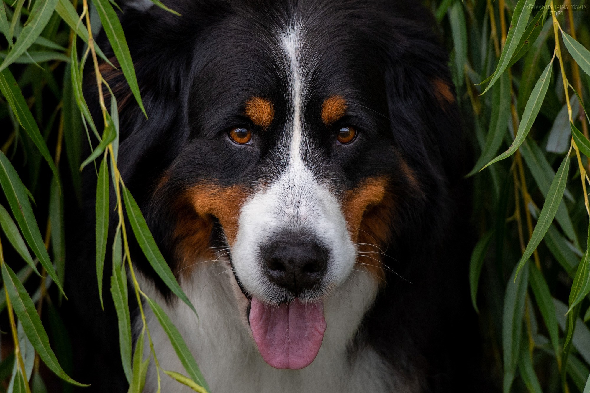 бернский зенненхунд