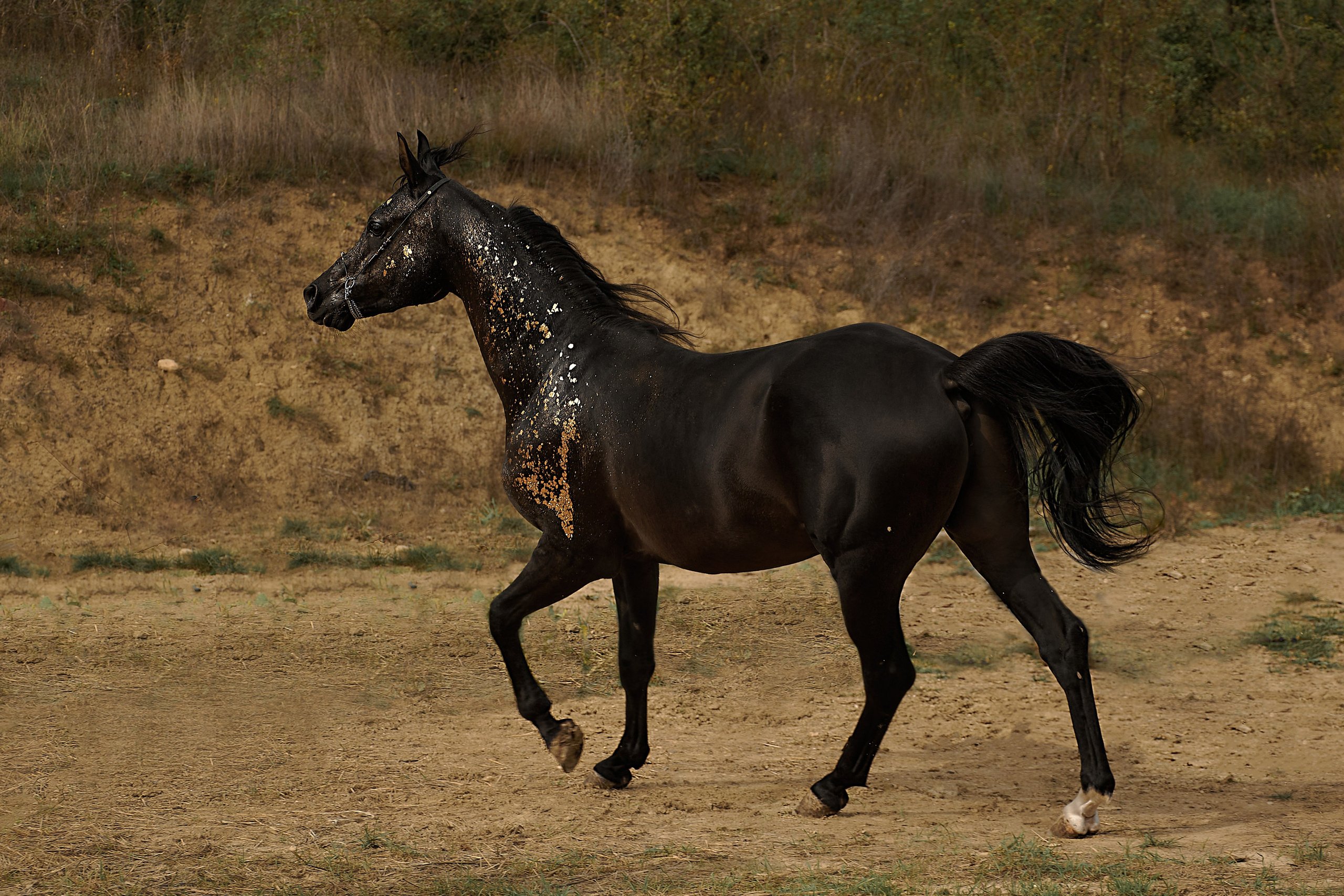Харакс. Фотограф в Севастополе