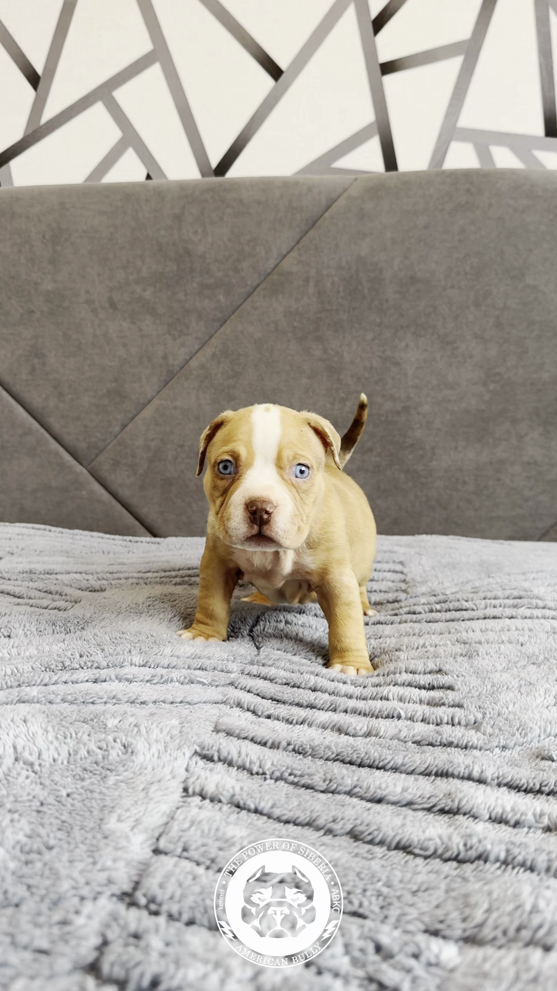 Свободные щенки Американский Булли, в типах покет, классик, стандарт. Американский Булли в г. Ростов-на-Дону. Питомник THE POWER OF SIBERIA